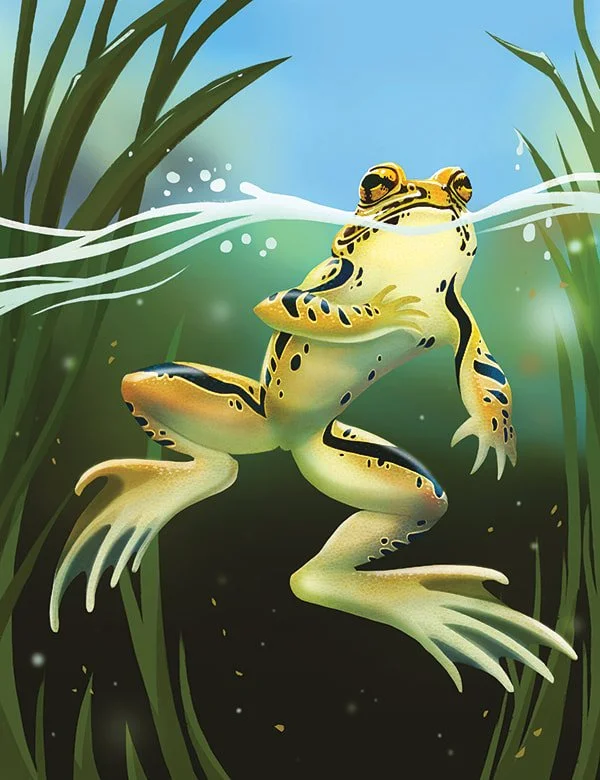 Leopard Frog for Ranger Rick Jr. - digital - 2018