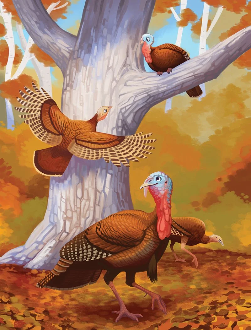 Wild Turkeys for Ranger Rick Jr. - digital - 2019