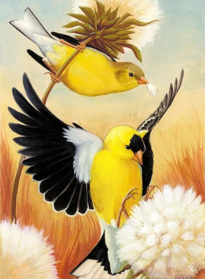 American Goldfinches for Cornell Lab of Ornithology - watercolor and gouache - 2017