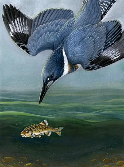 Belted Kingfisher and Stoneroller for Cornell Lab of Ornithology - watercolor and gouache - 2017