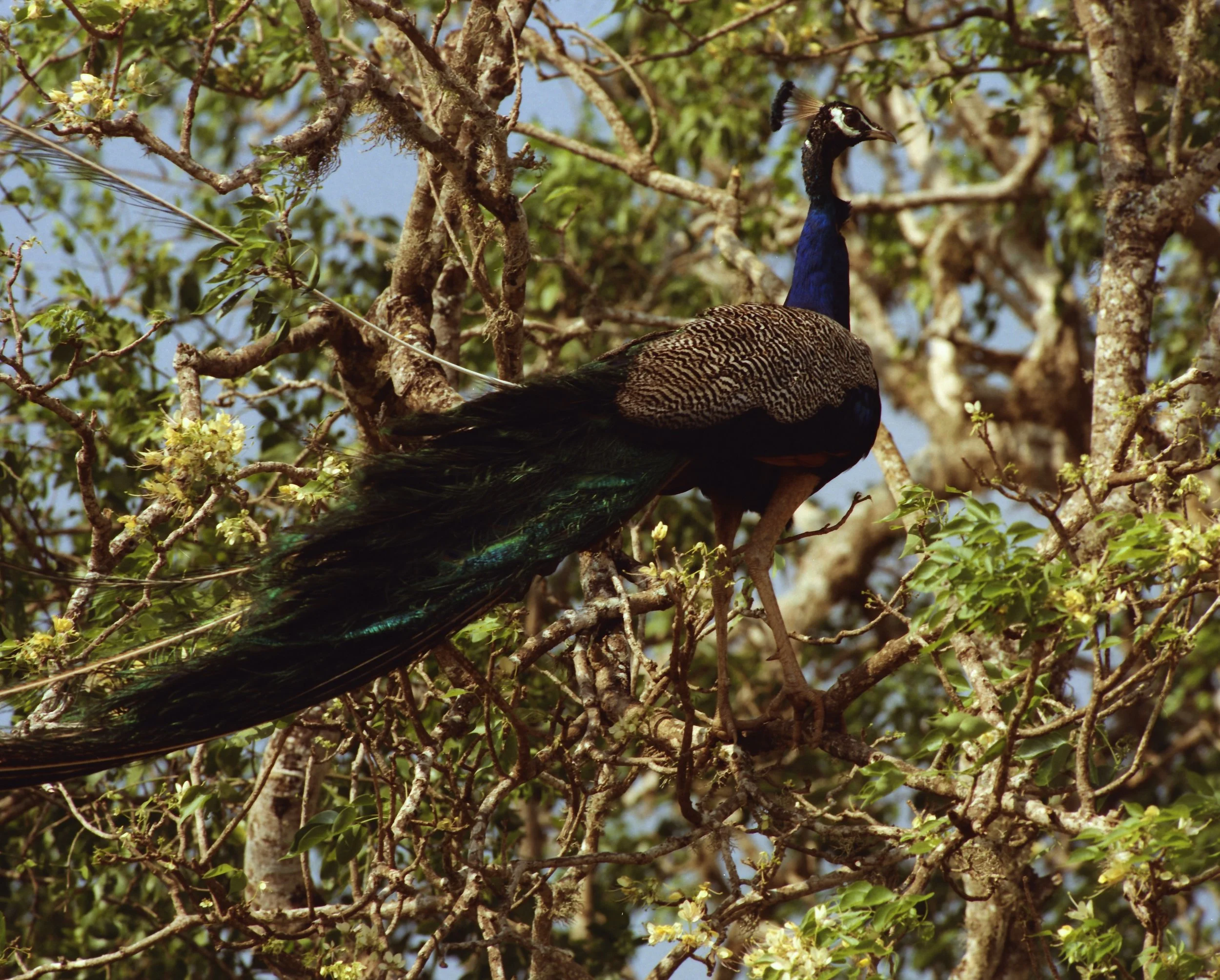 Roll 119 - Cinestill 400D - 120