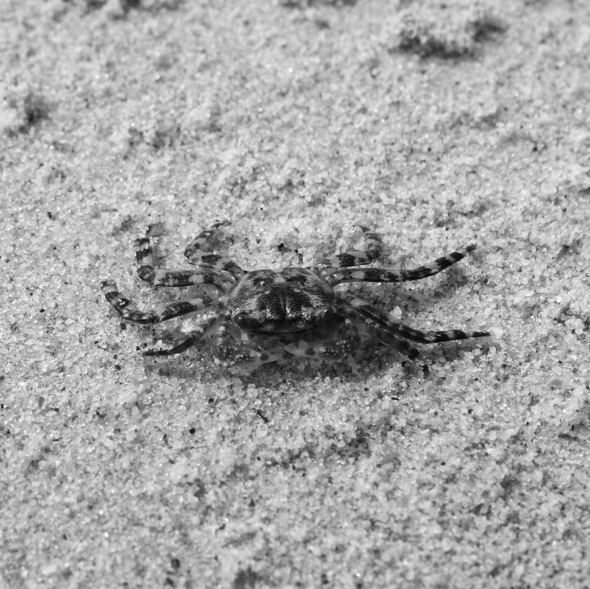 Perth - Tiny Crab.JPG