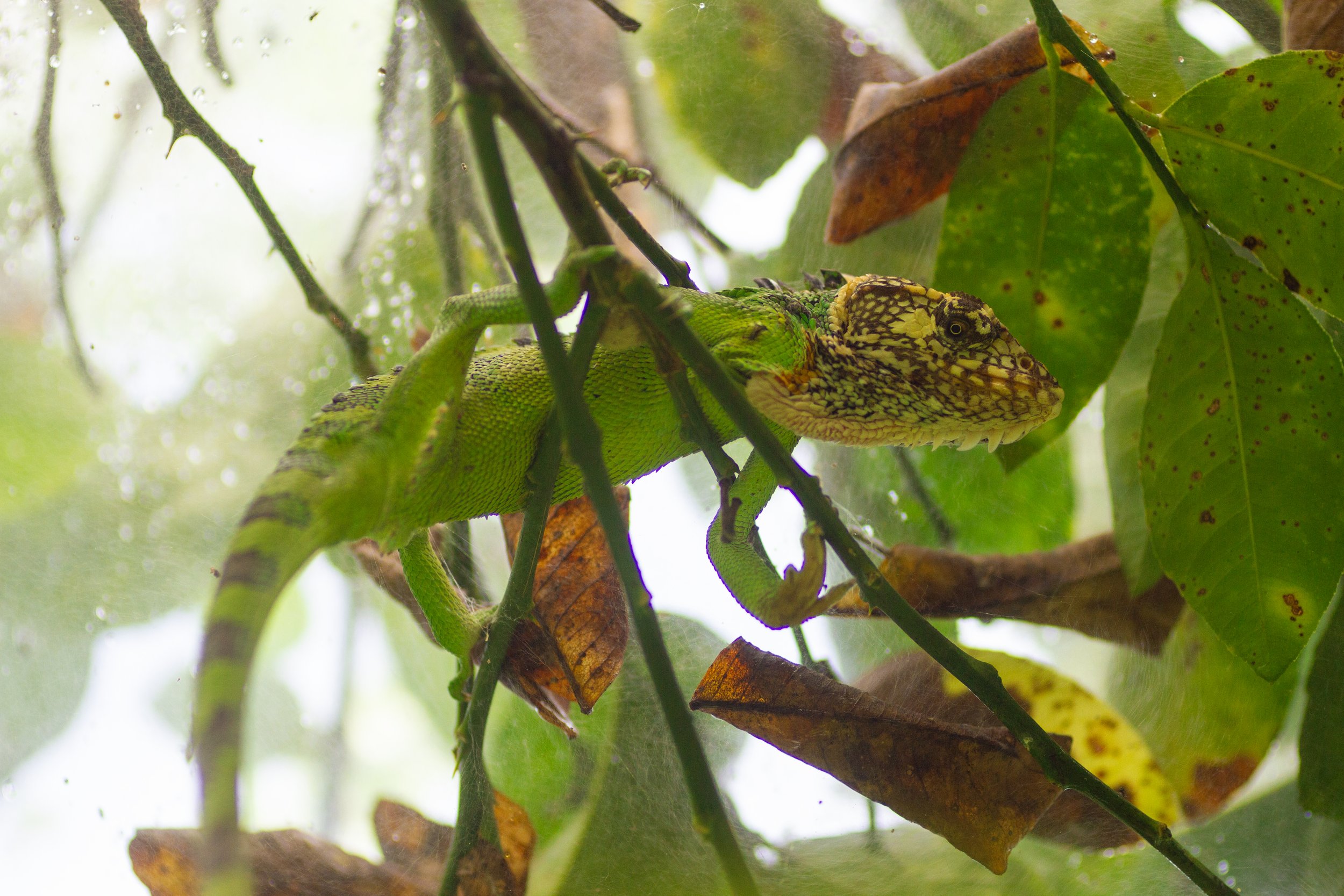 Peru Lizard.jpg