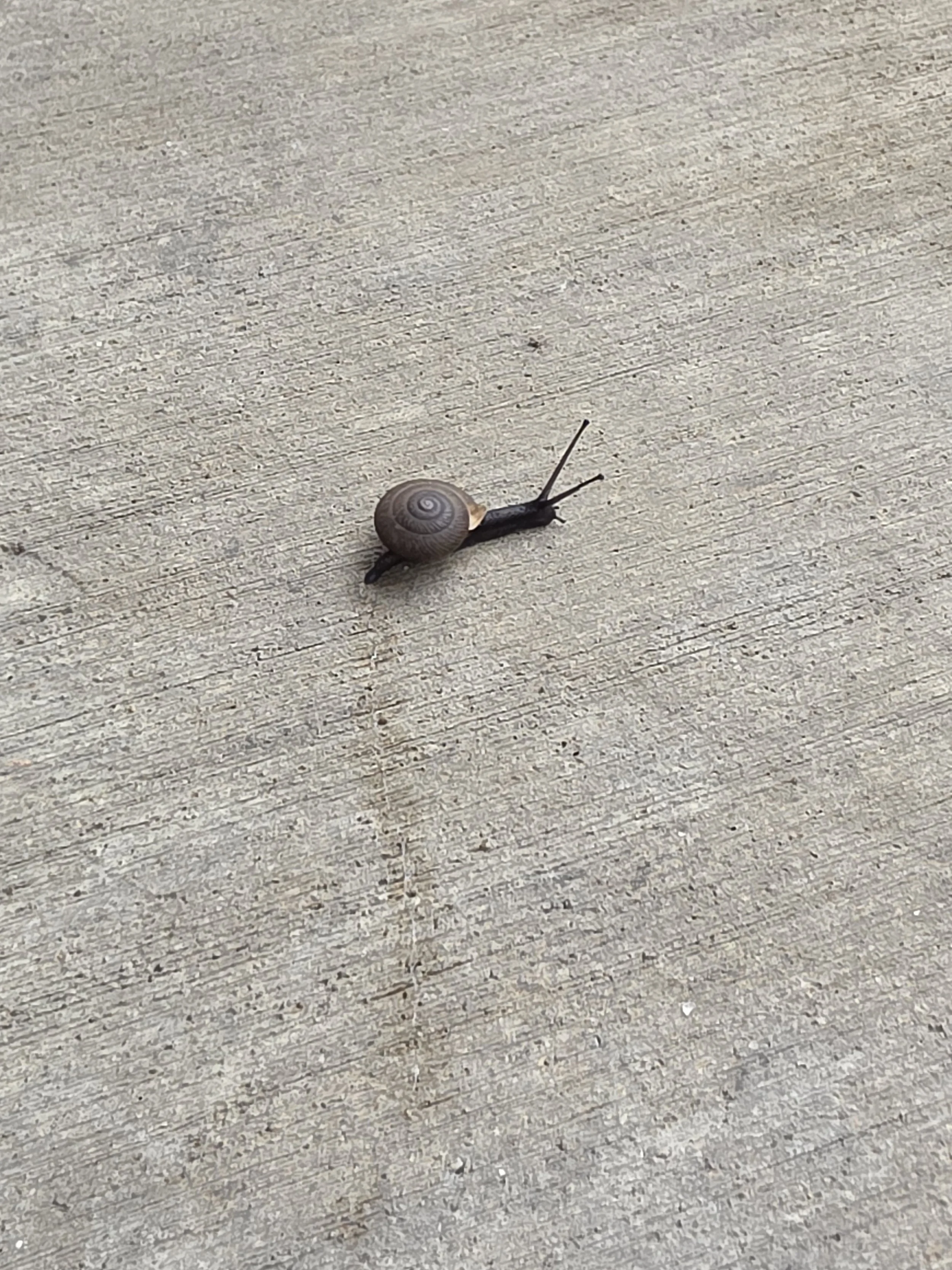 A picture of a snail and it's slime trail
