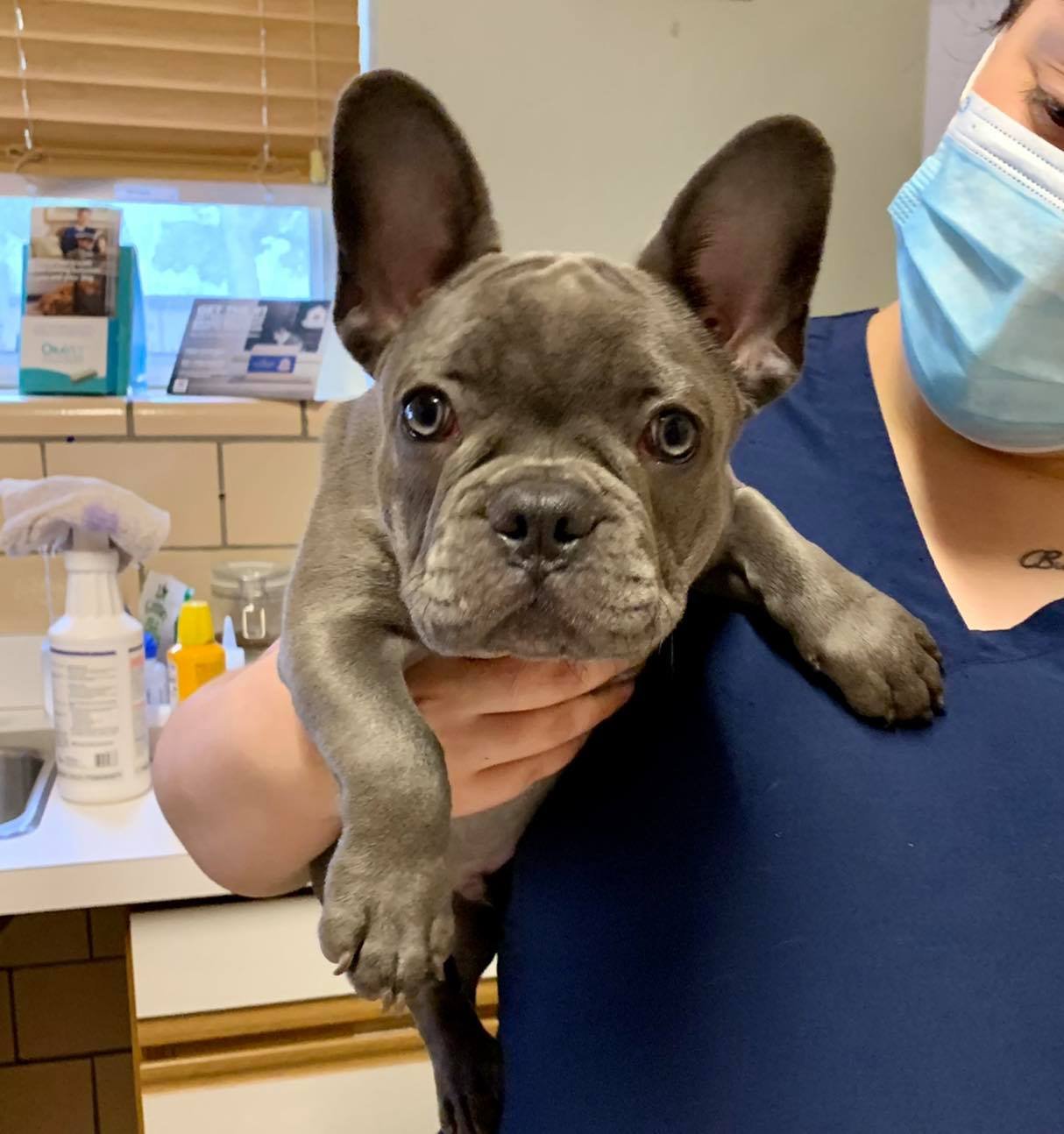 pup.jpg