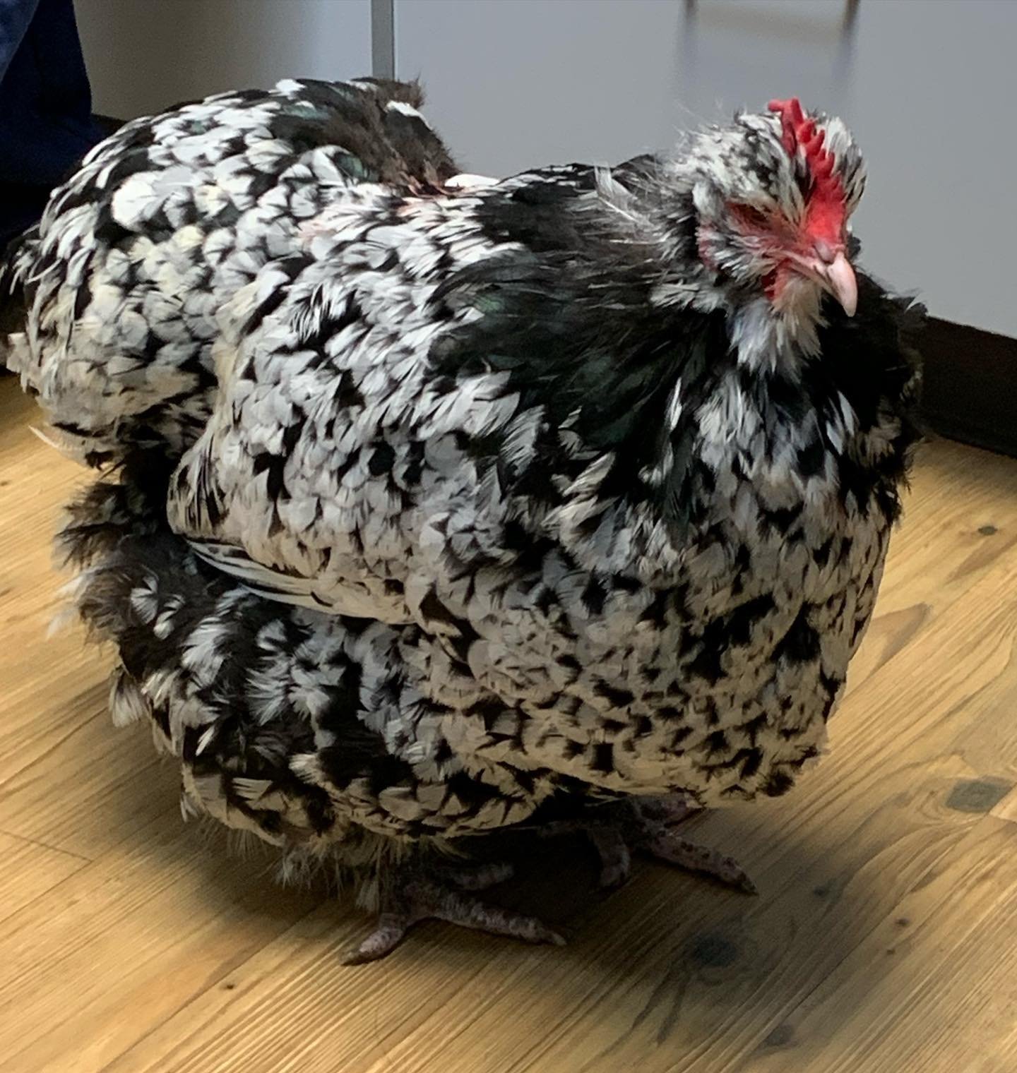 chicken.jpg