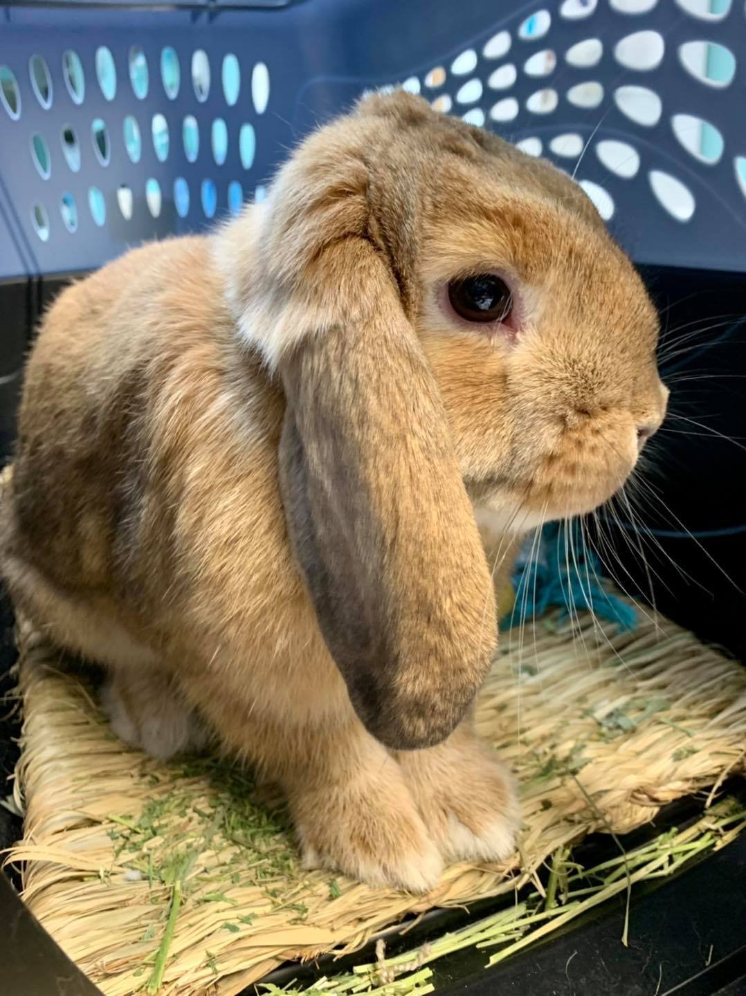 bunny.jpg