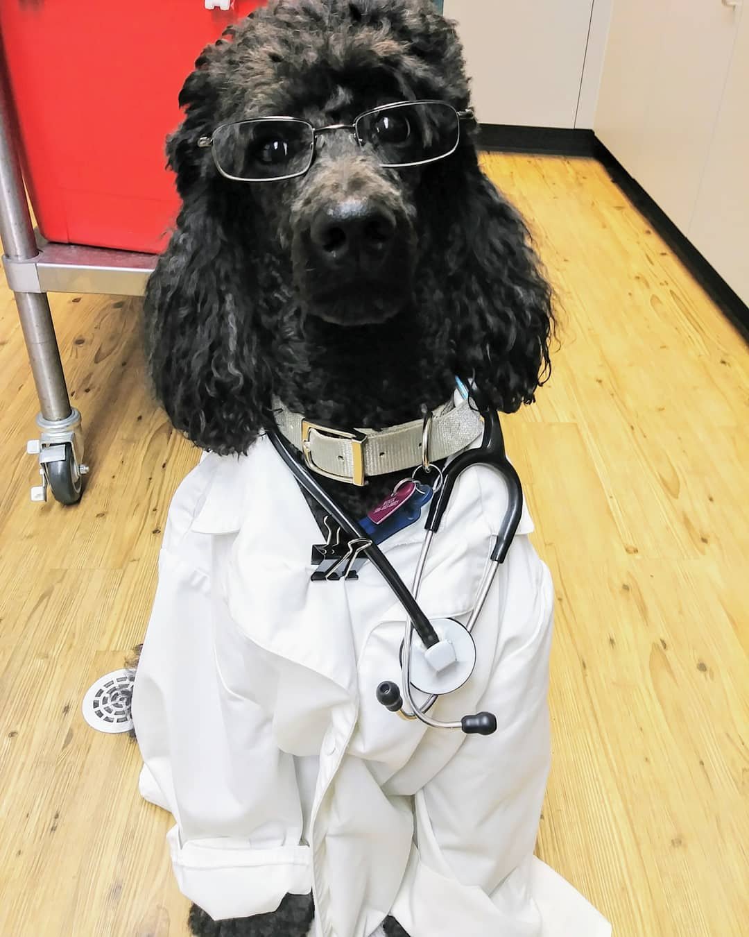 docdog.jpg