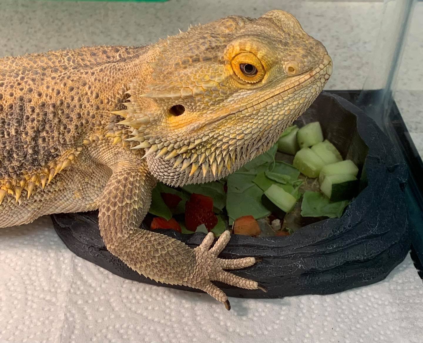 lizard.jpg