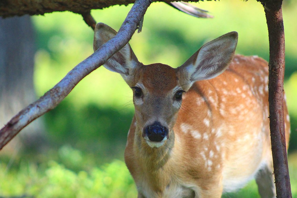 Adopt an Animal Recognition — Wilderness Walk Zoo Adopt an Animal Recognition — Wilderness Walk Zoo