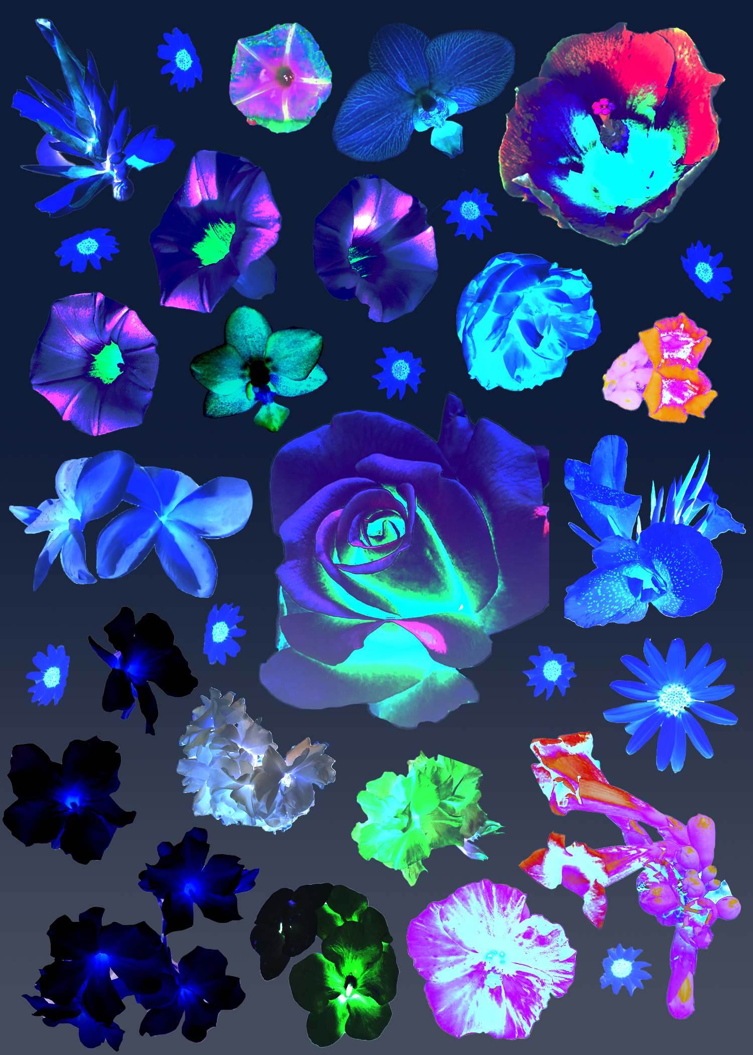 flowers collage.png
