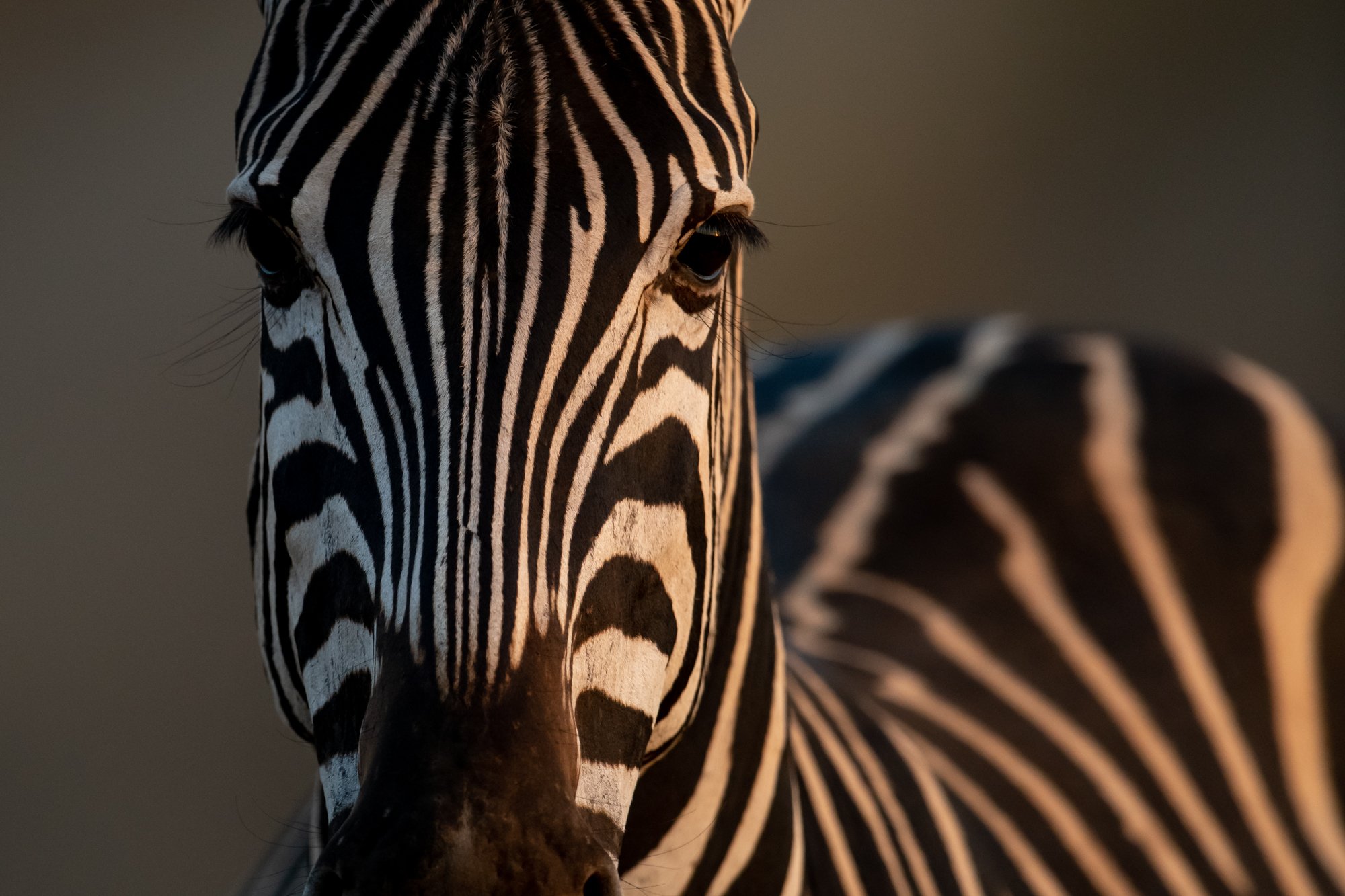 Wildlife-Zebra-Singita-Kruger-National-Park-3.jpeg