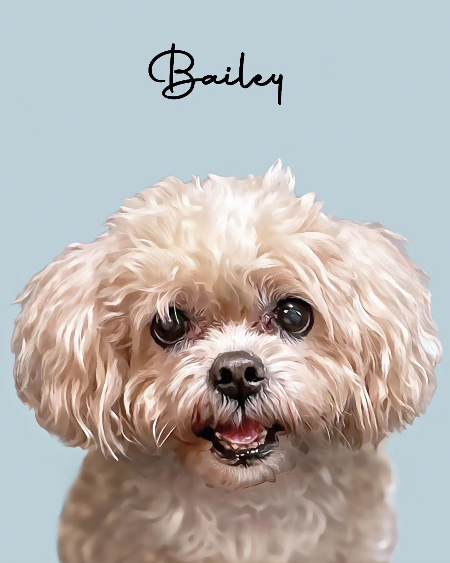 It makes me sad to hear about pets that have tragically passed 😔 I am glad that in times of such intense grief I can create a portrait that can be so meaningful for the owner ❤️
&nbsp; ⠀⠀⠀⠀⠀⠀⠀⠀⠀⠀⠀⠀
Love how this portrait of Bailey turned out 😇 Rest