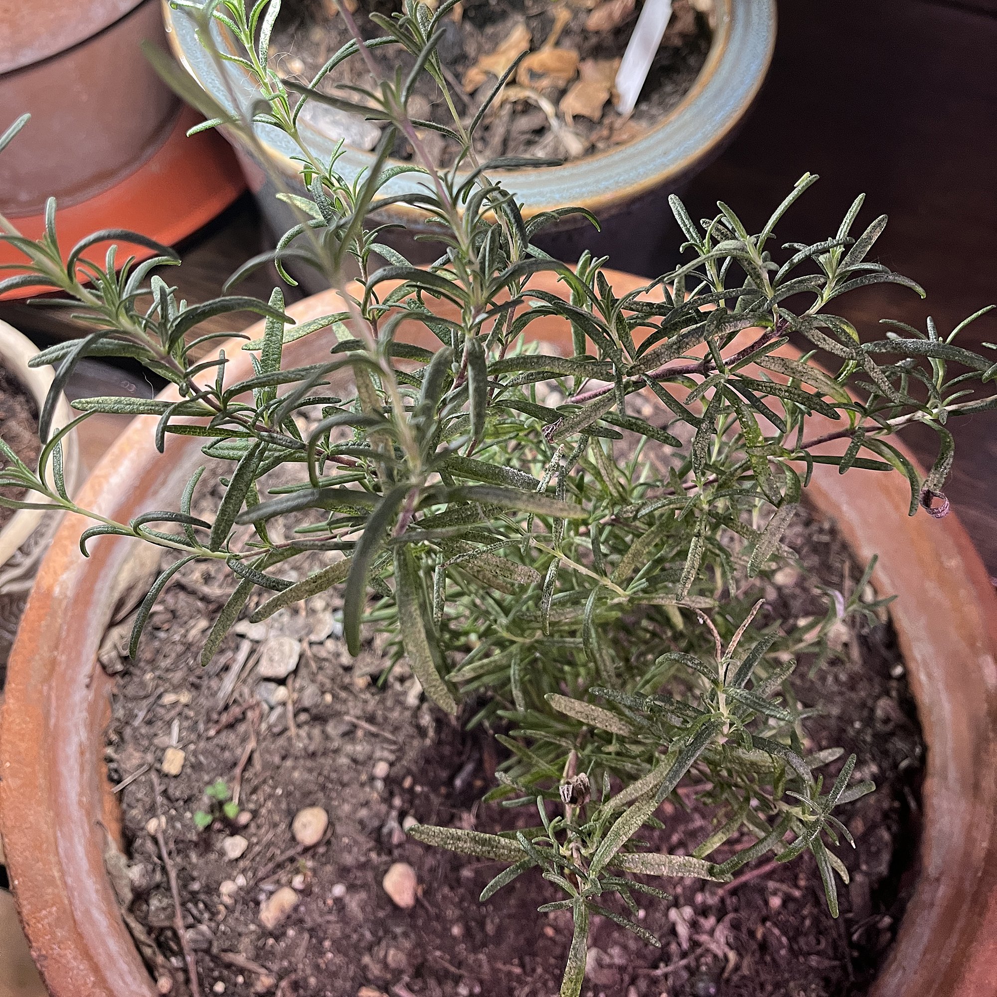 But the rosemary winters indoors.