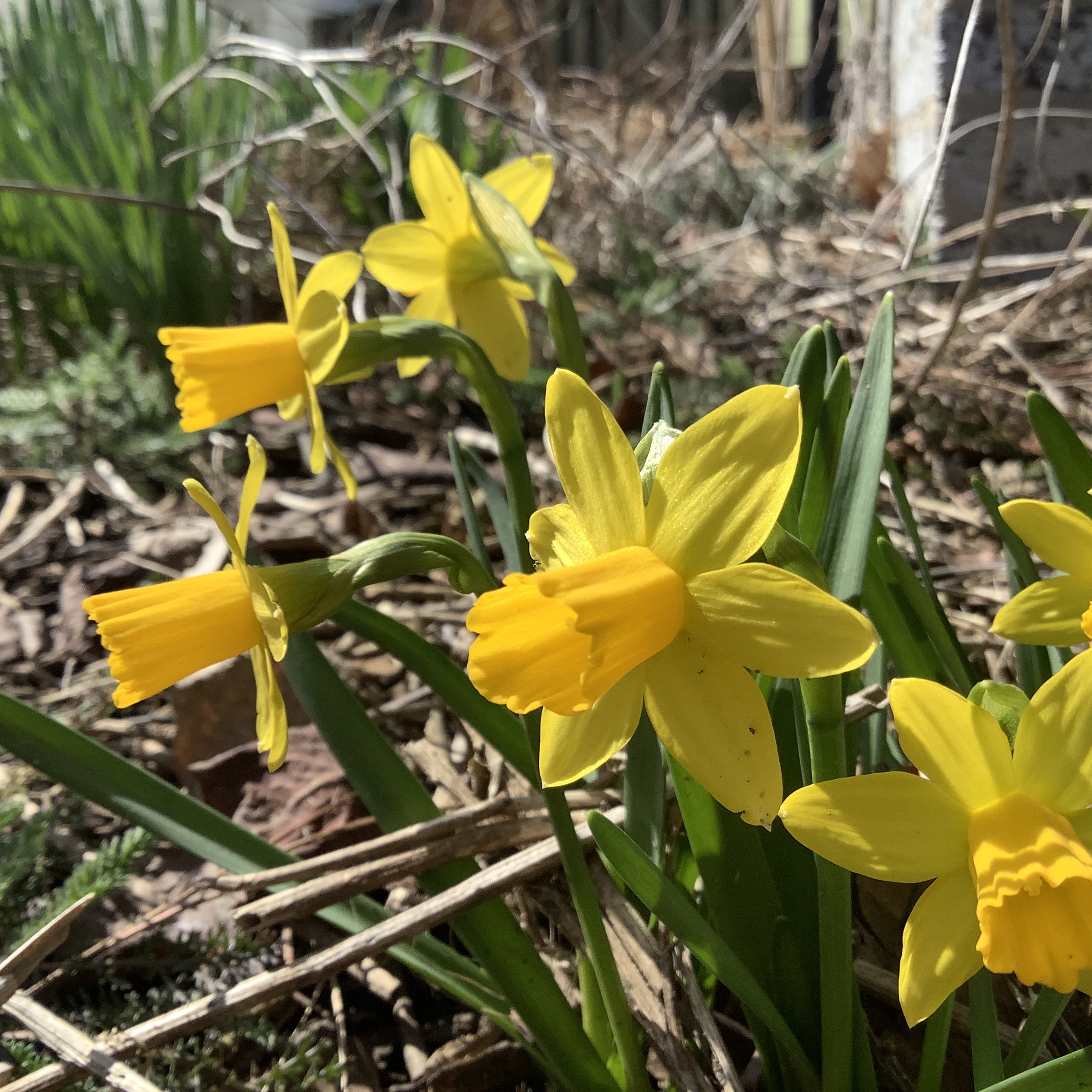 Spring daffodils. 