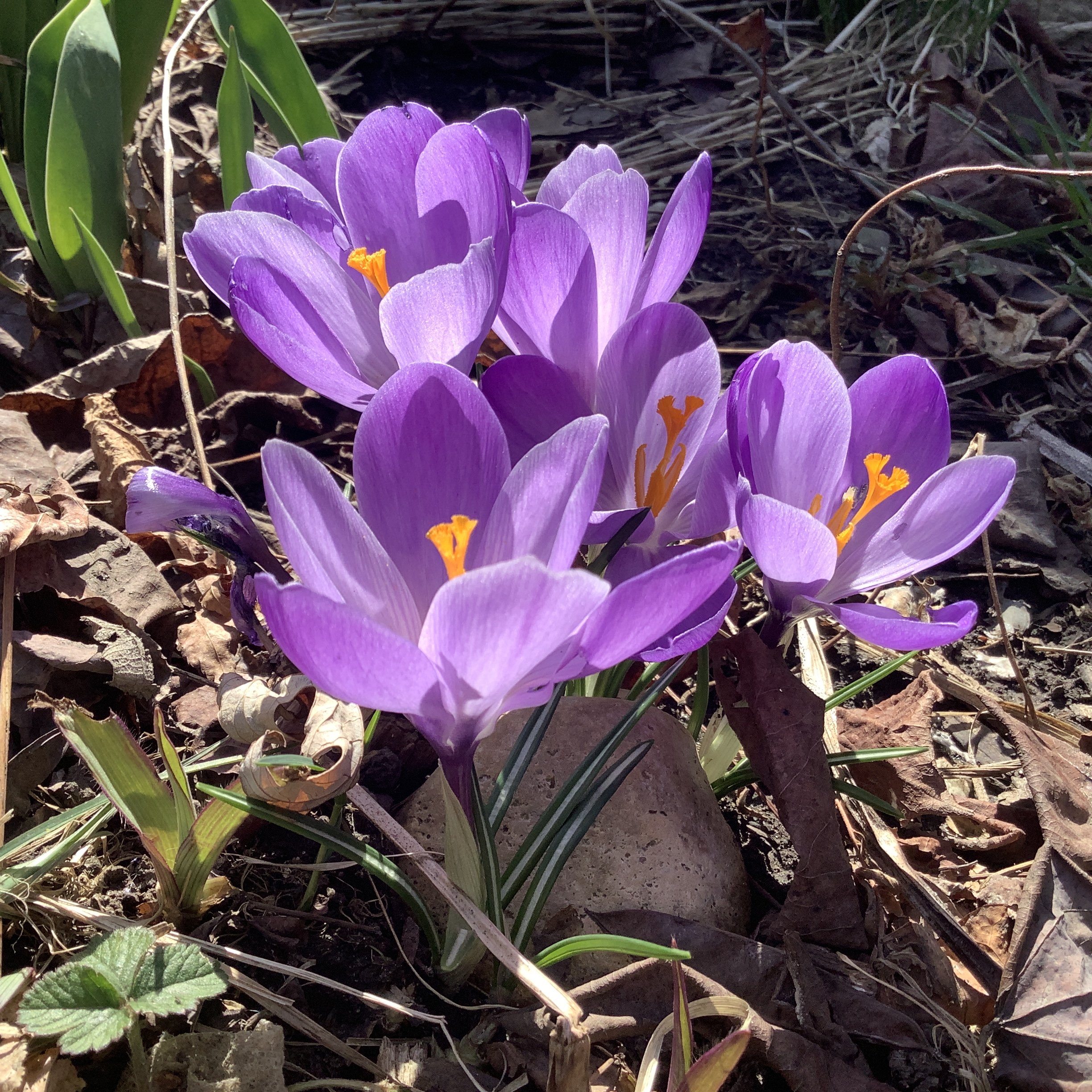 And more spring crocuses.