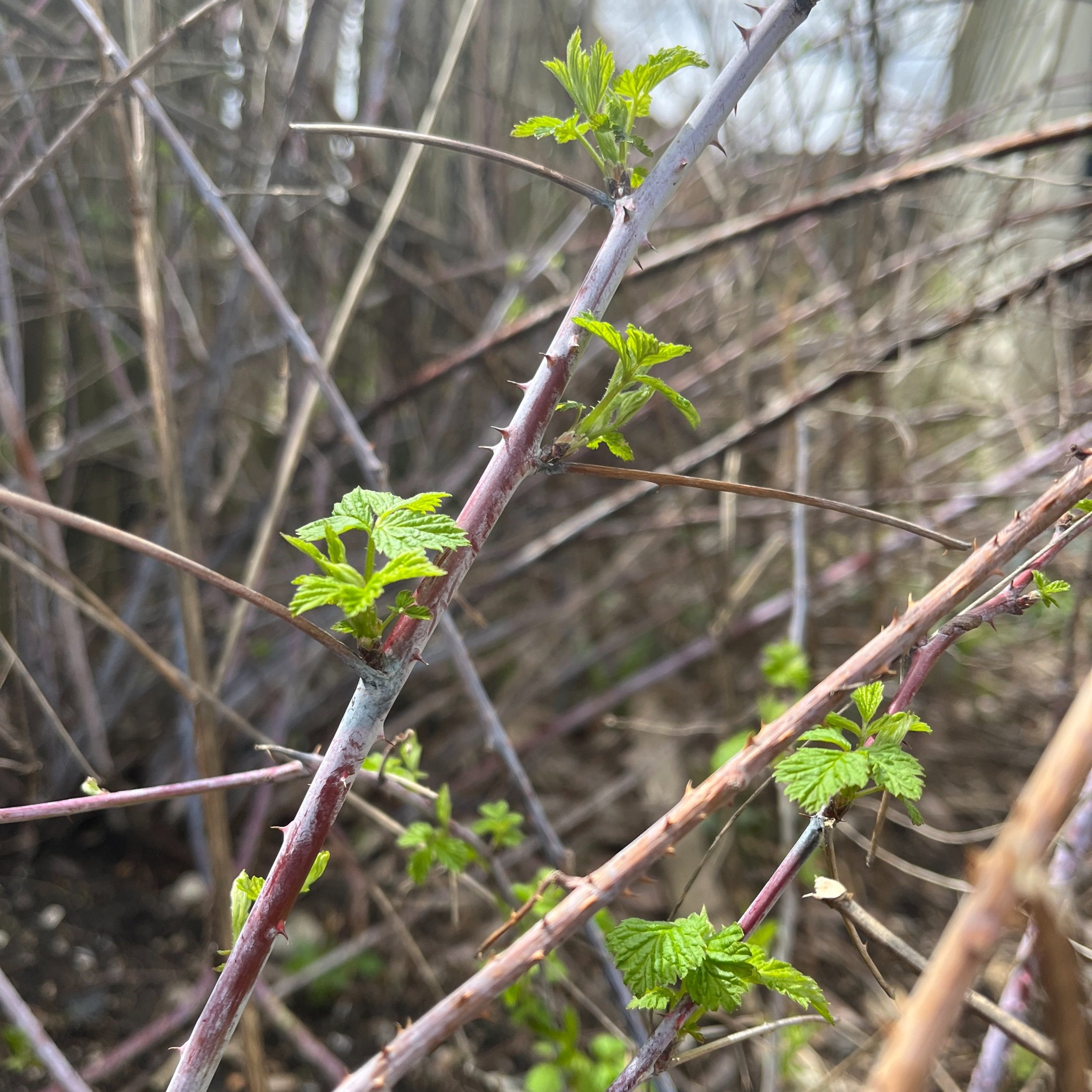 The black raspberry bush is starting to leaf out. 