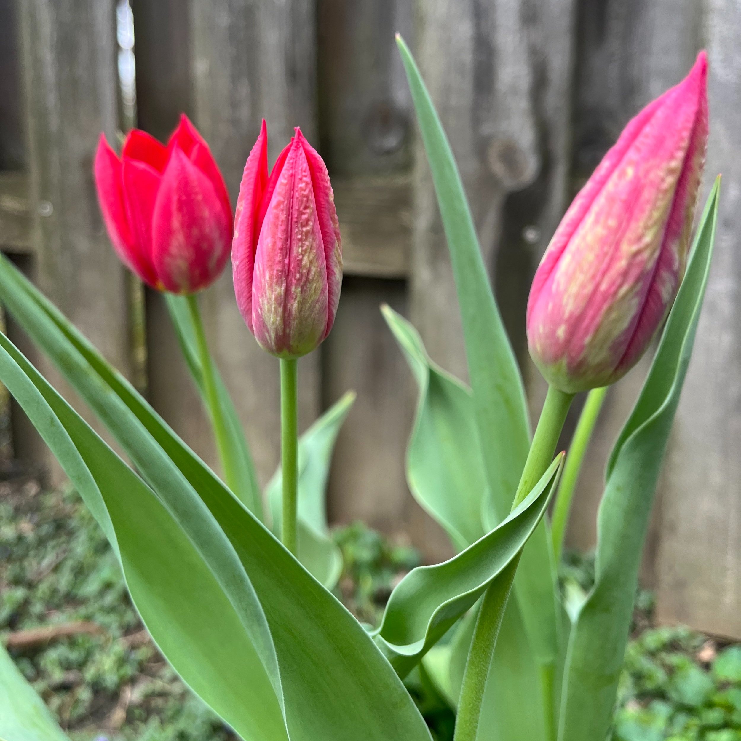 Spring tulips. 