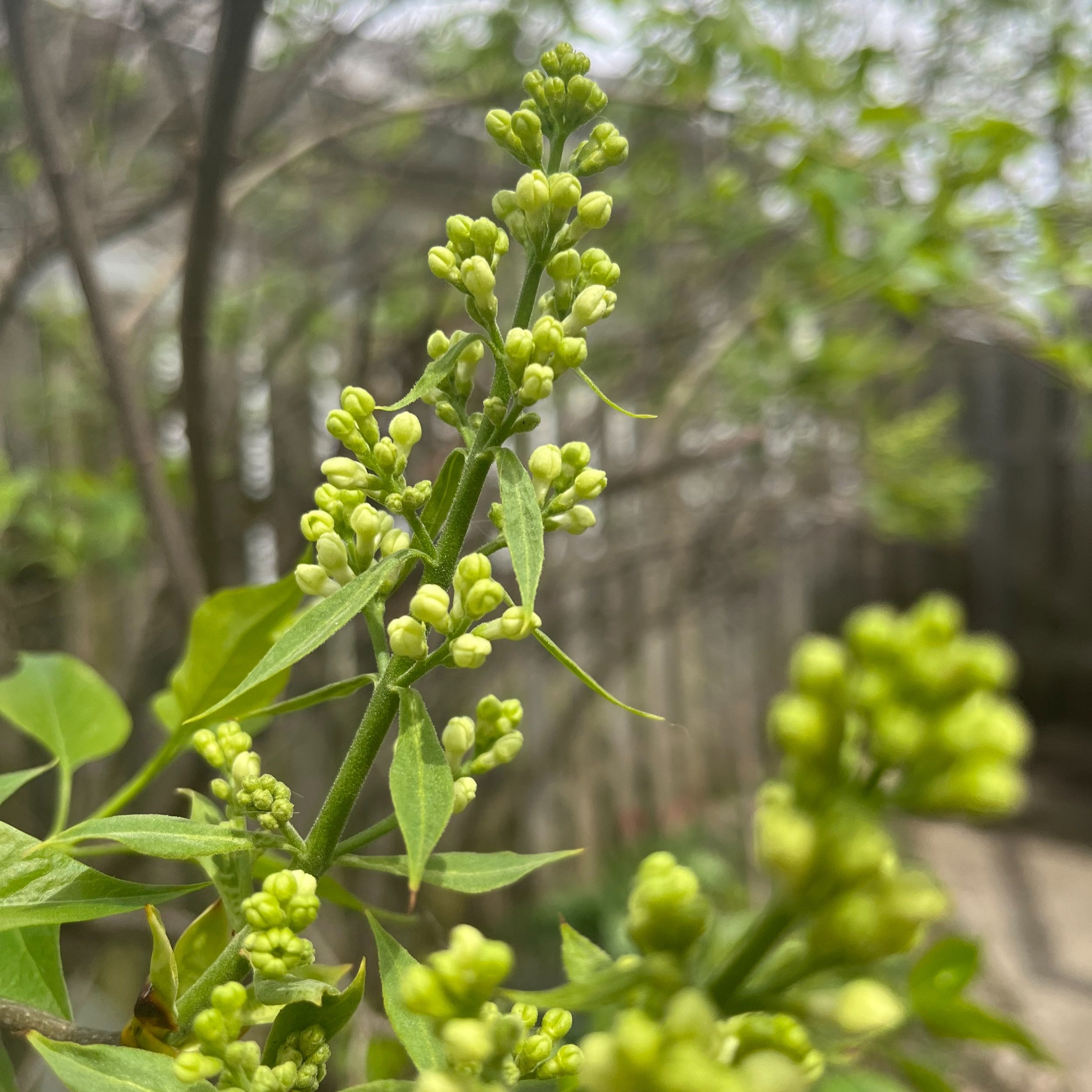 The lilacs are almost ready to bloom around Ostara. 