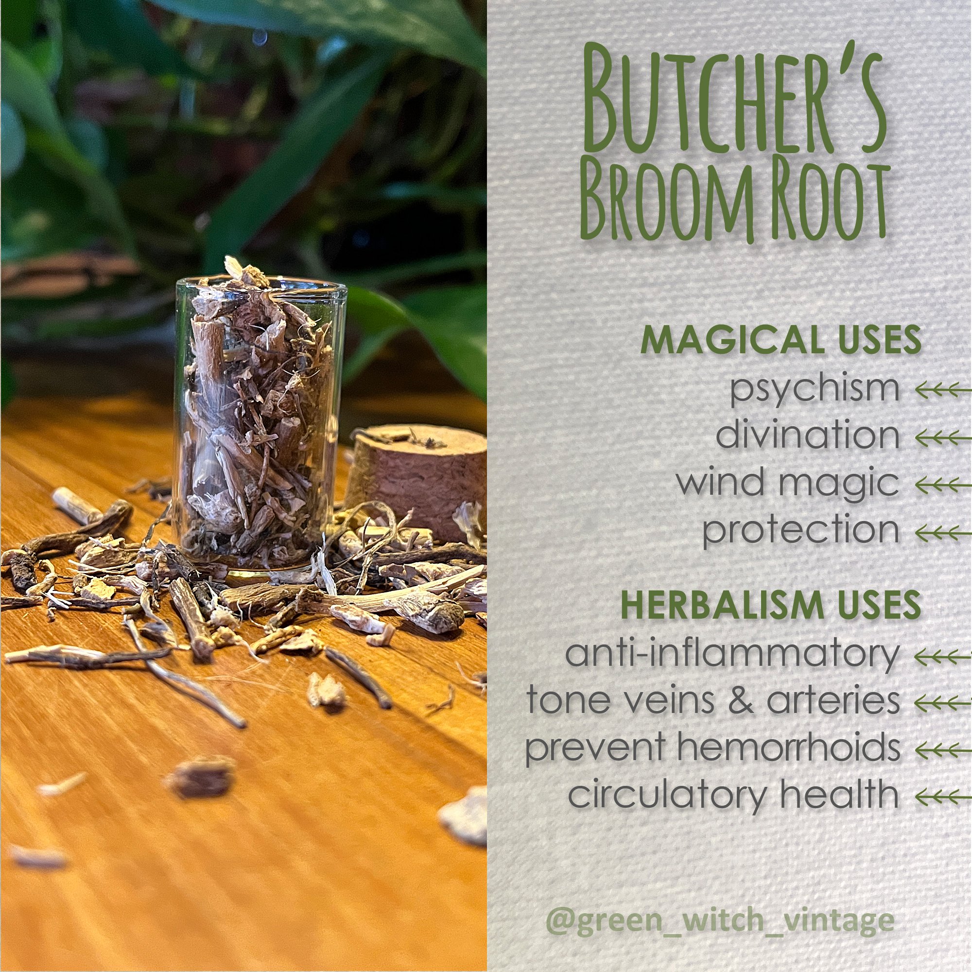 #butchersbroom #herbalism #herbalist #herbal #herbalhealing #folkmedicine #apothecary #correspondences #magicalcorrespondences #magicalherbs #magicherbs #herbalmagic