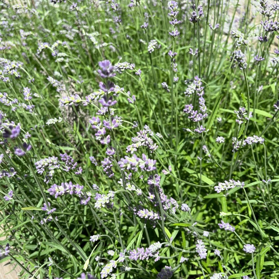 #lavenderseason #lavender #greenwitch #urbangarden #magicalherbs #healingherbs