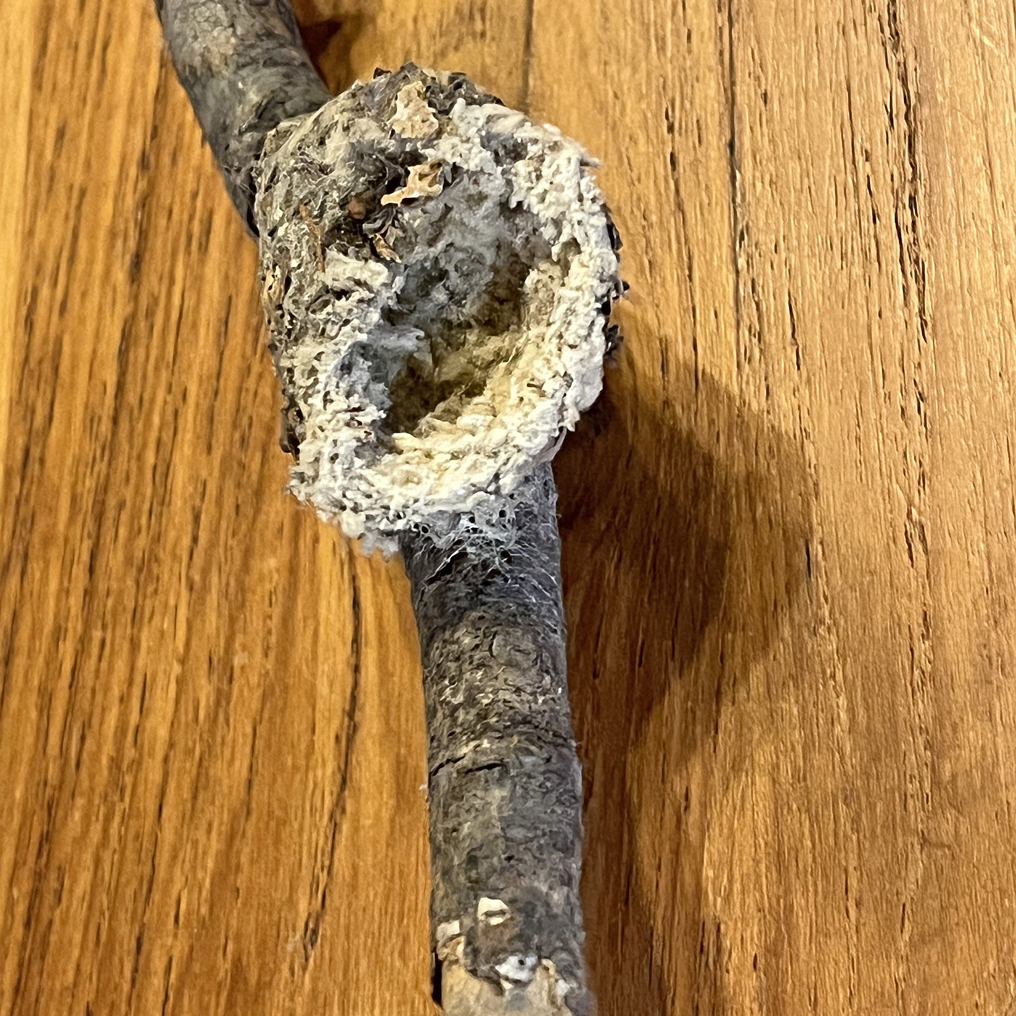 Birds_NestsHummingbird2.jpg
