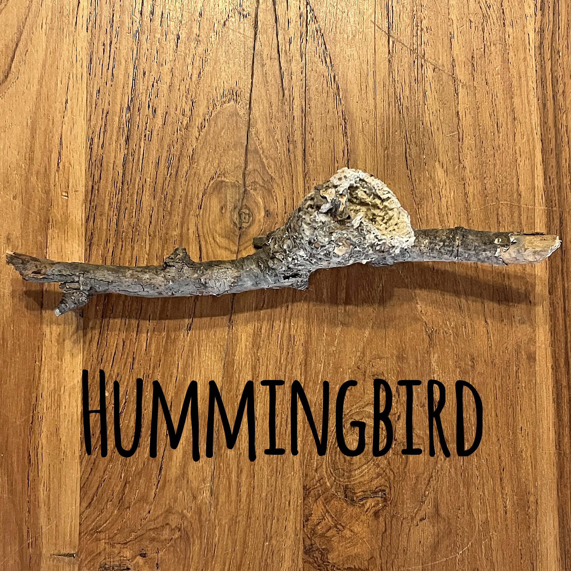 Birds_NestsHummingbird3B.jpg