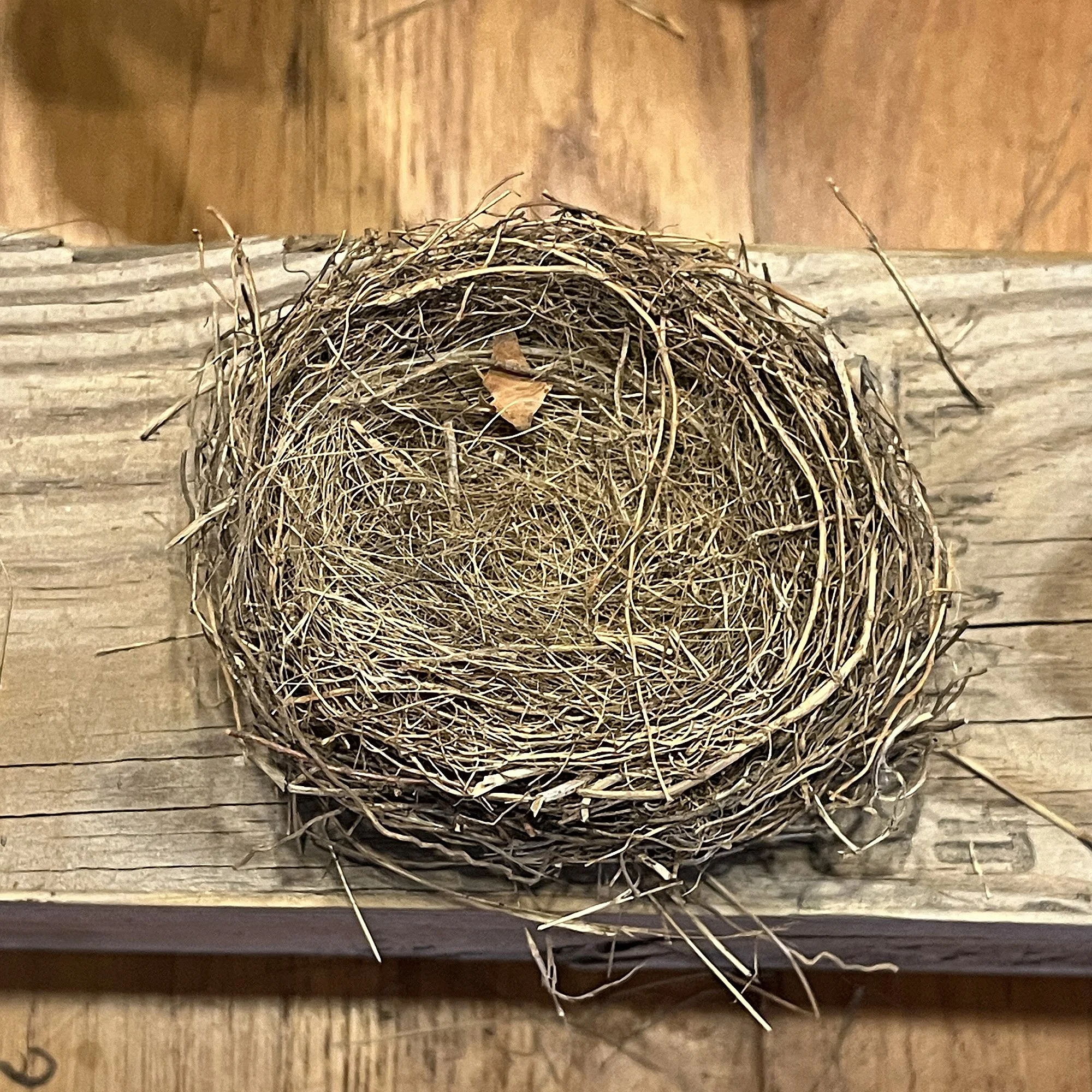 Birds_NestUnk3_1.jpg