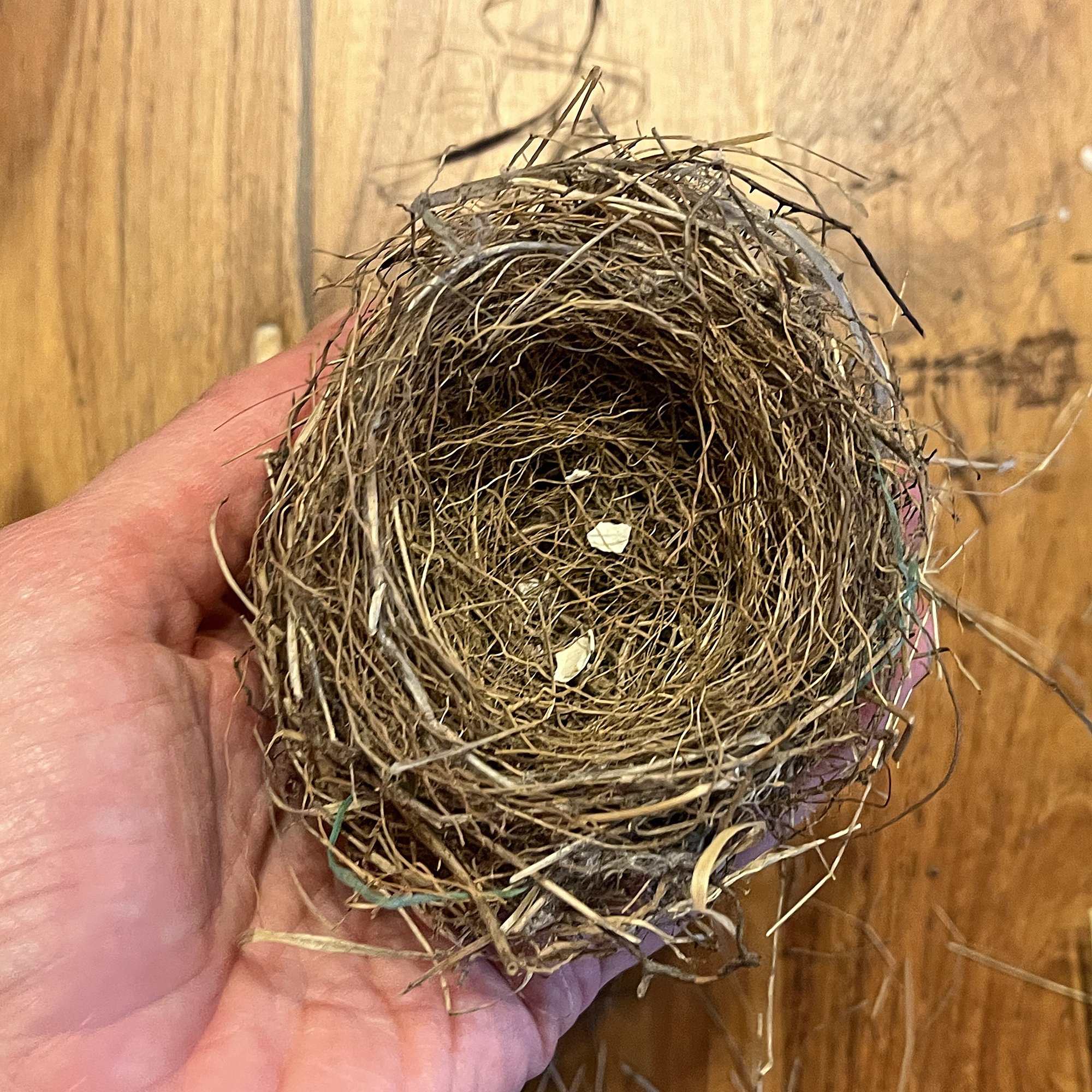 Birds_NestUnk5_1.jpg