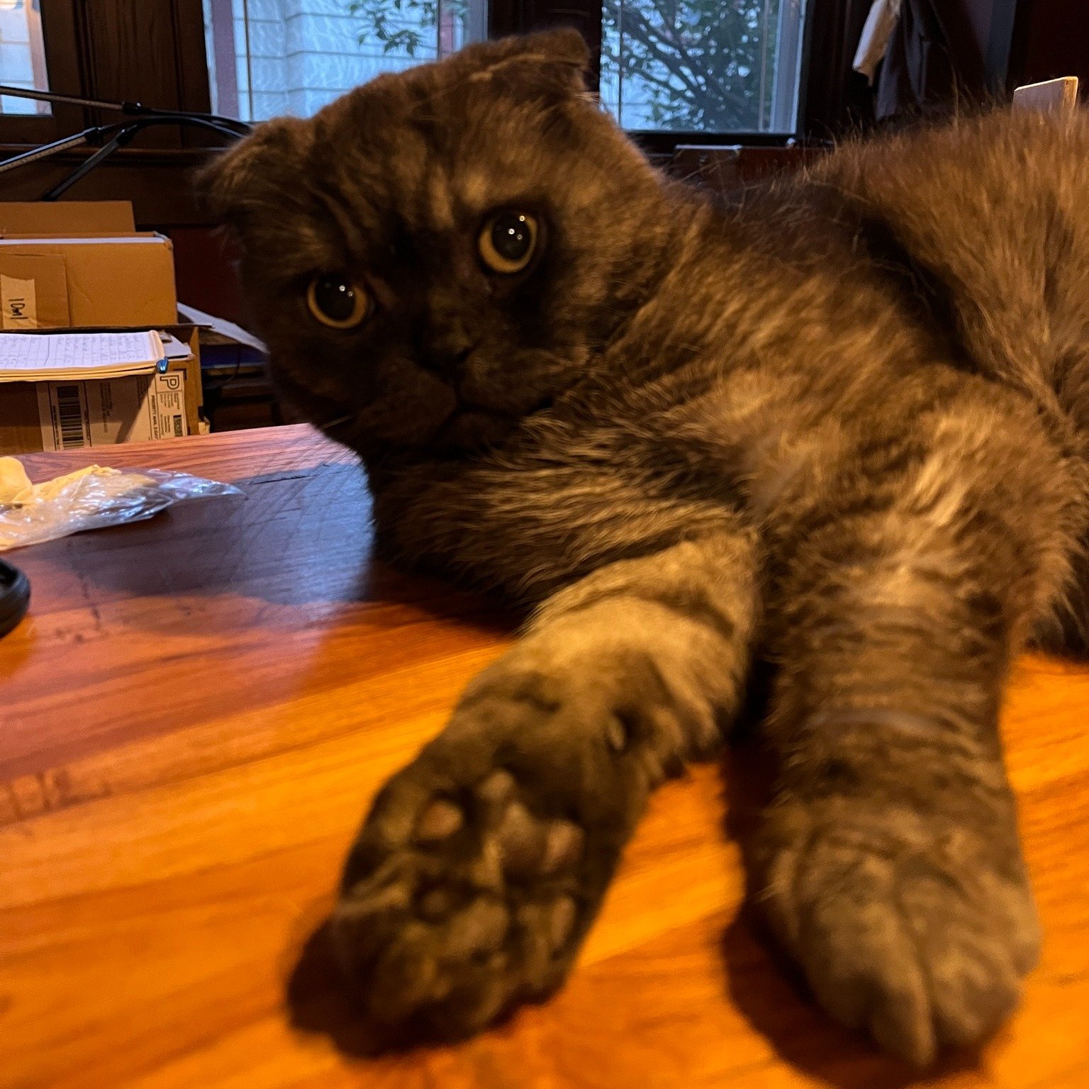 Always helping &lt;3 
#caturday  #zeezo  #scottishfold