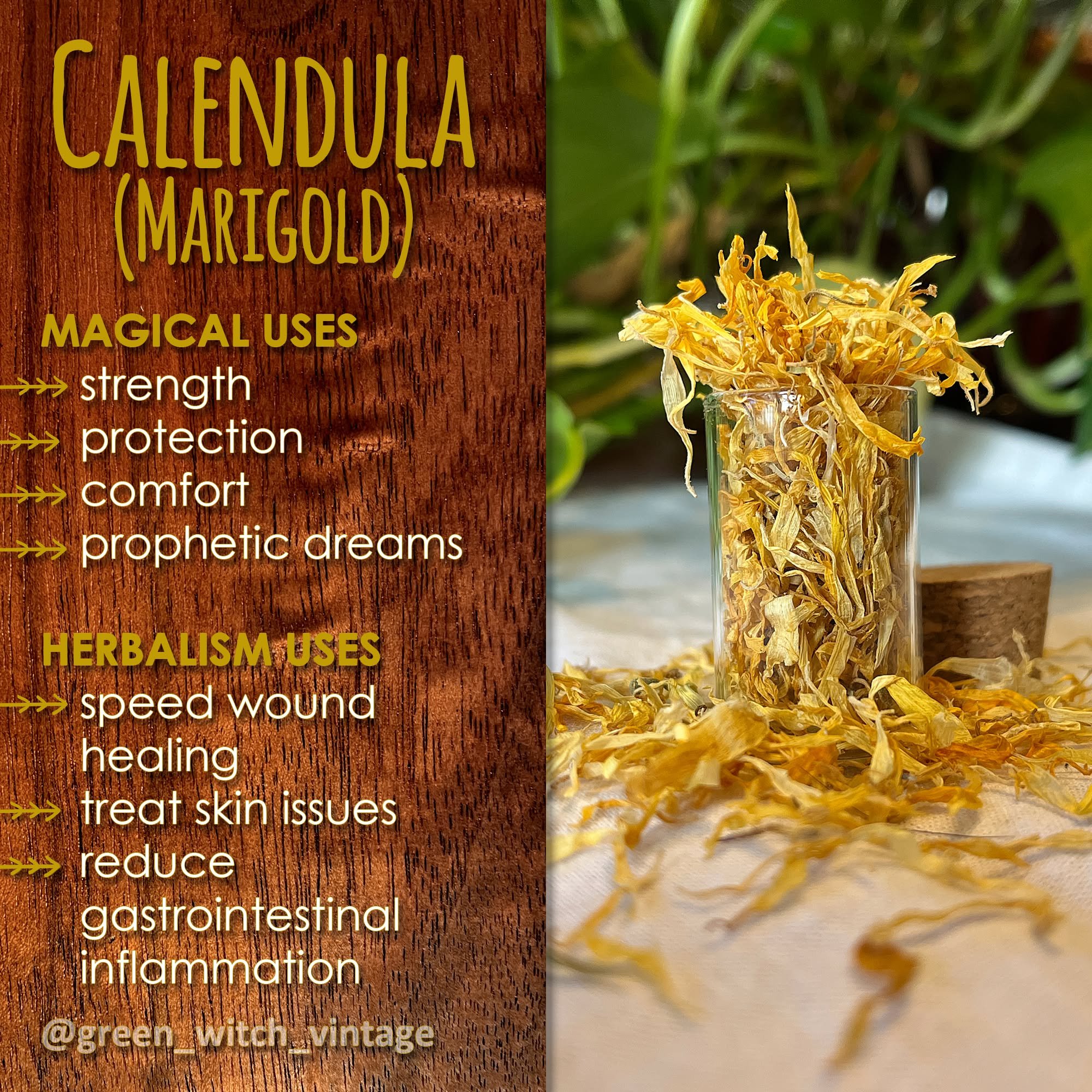 #calendula #herbalism #folkmedicine #apothecary #correspondences #herbalmagic #plantmagic #greenwitch greeenwitchvintage.com