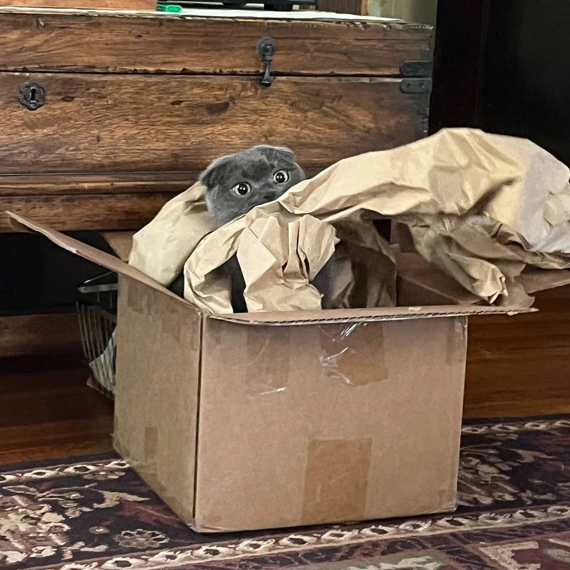 Binny in a box
#caturday #binny #scottishfold #rescuecat #greenwitchcat greeenwitchvintage.com