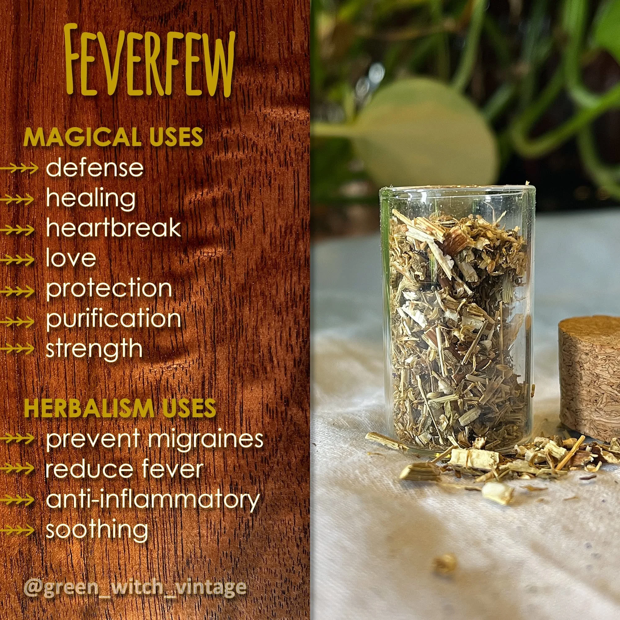 #feverfew #herbalism #folkmedicine #apothecary #correspondences #herbalmagic #plantmagic #greenwitch greeenwitchvintage.com