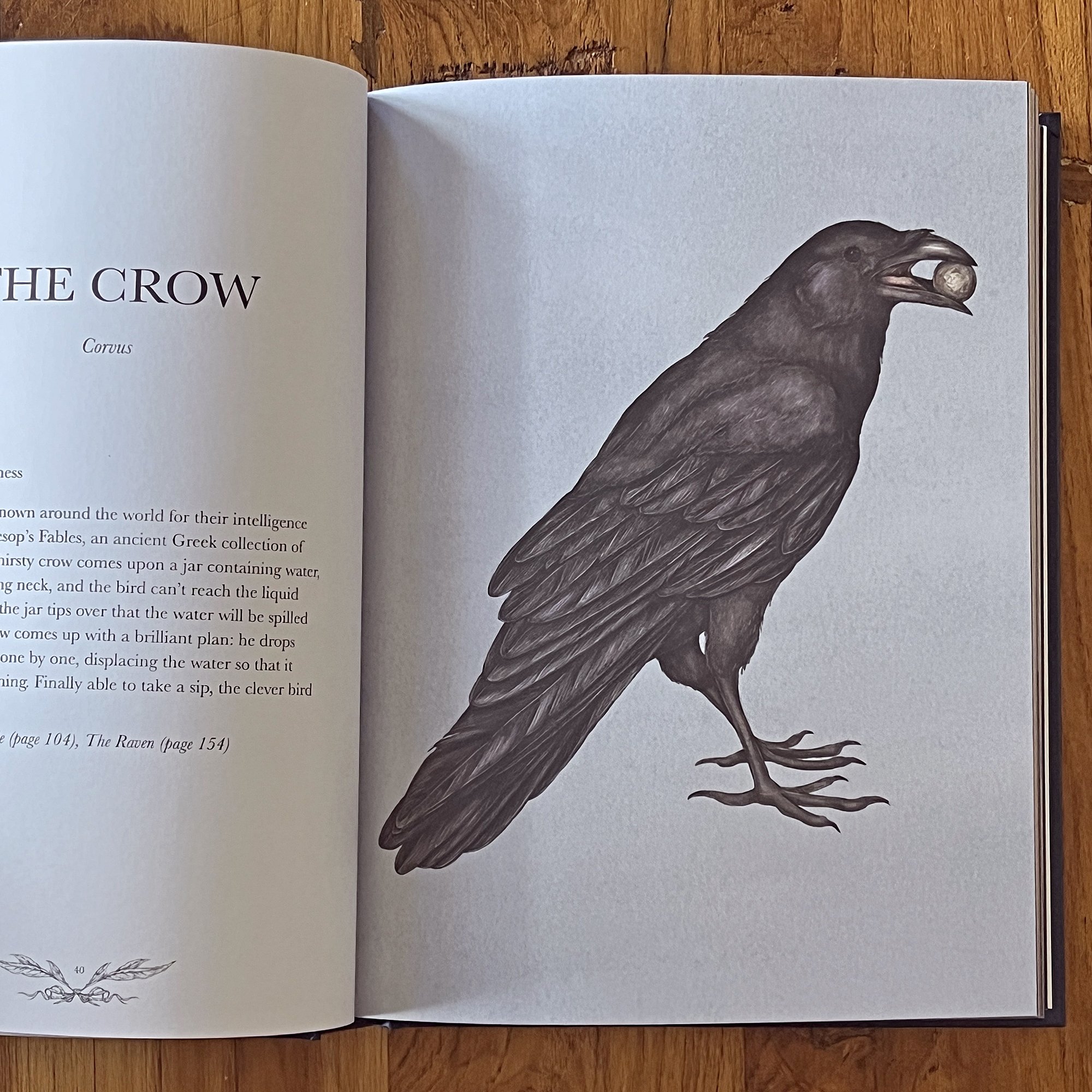 Ornithography6.jpg