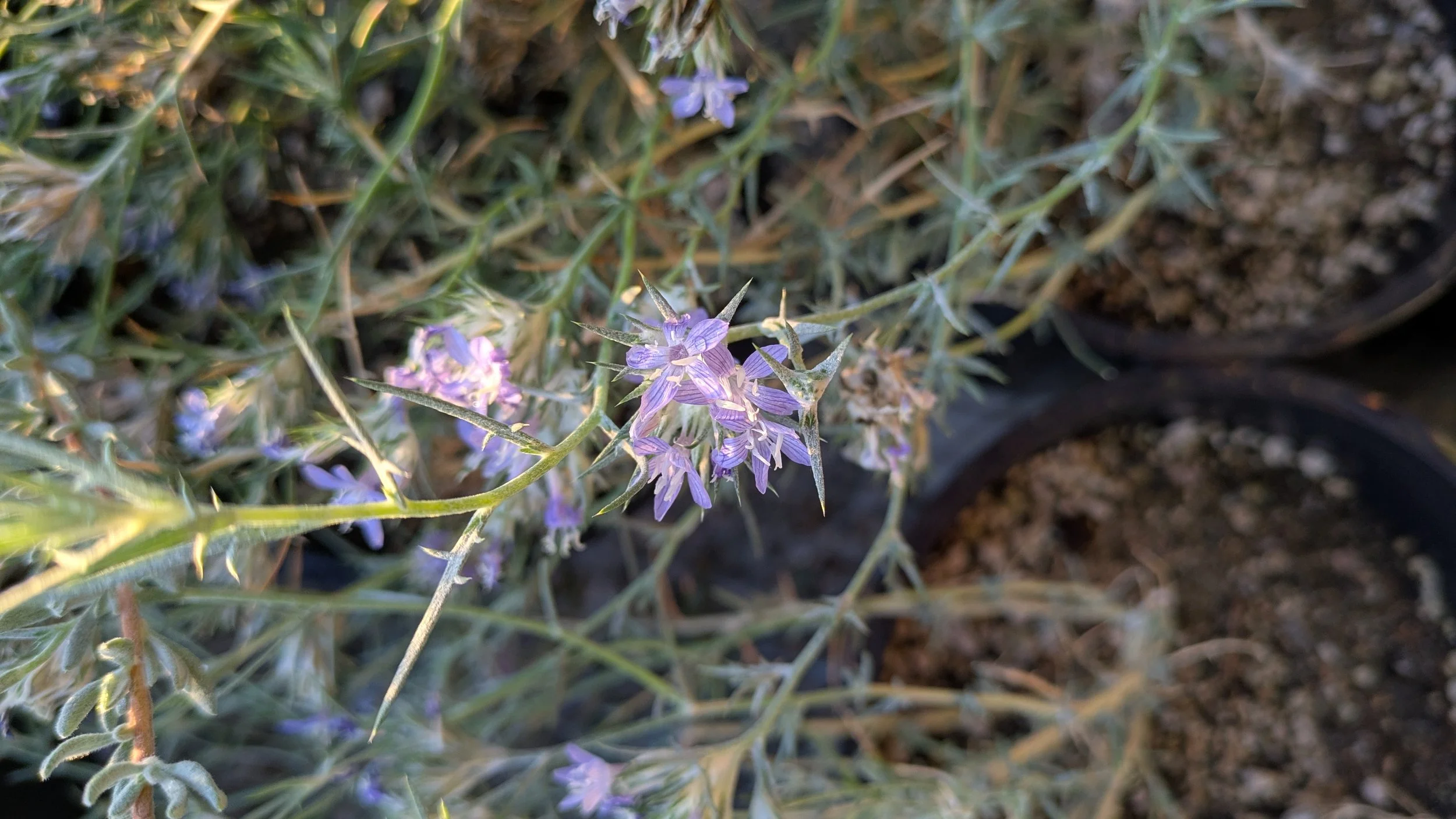 Giant woollystar (Eriastrum densifolium)