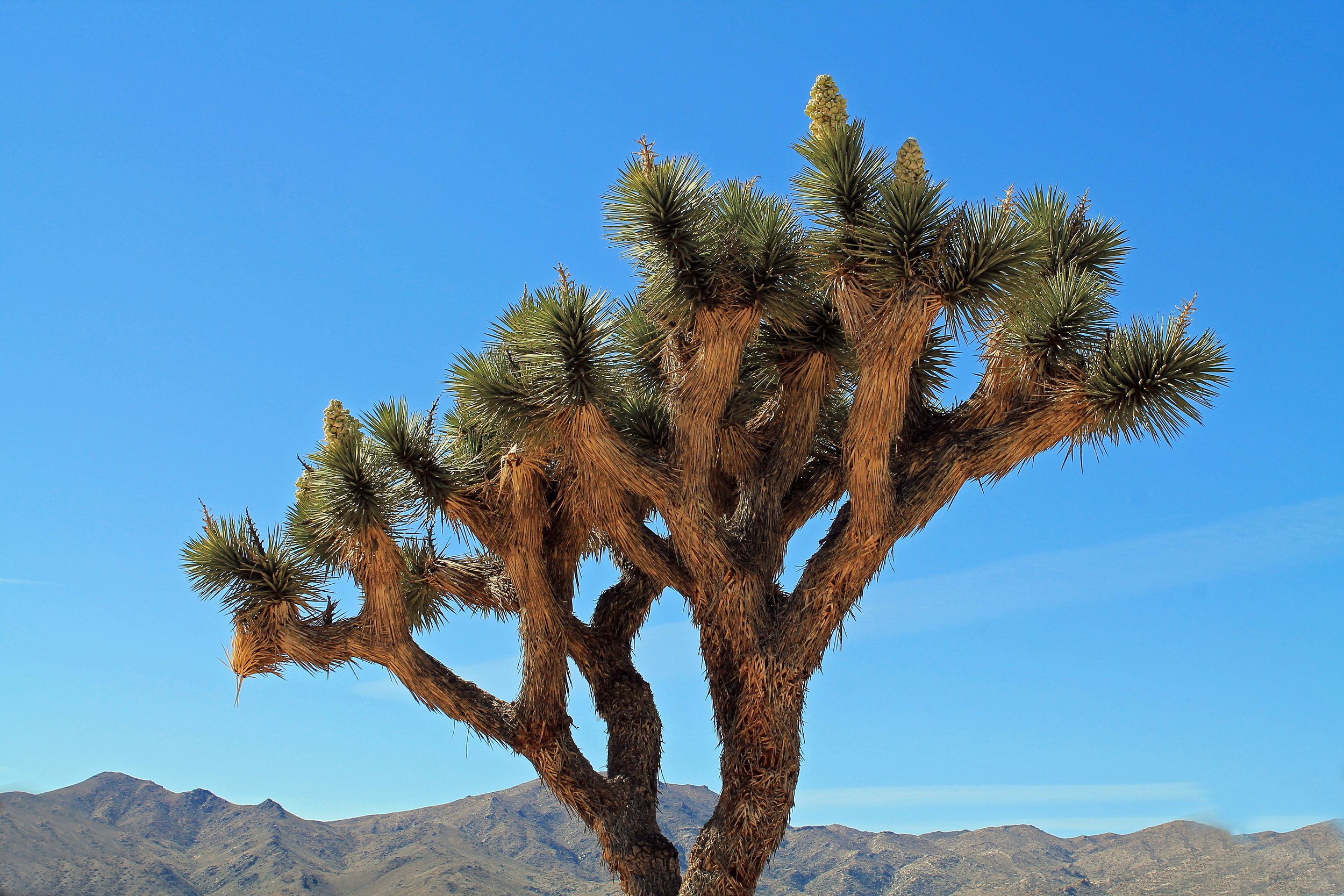 Joshua trees need bold action. So do we.