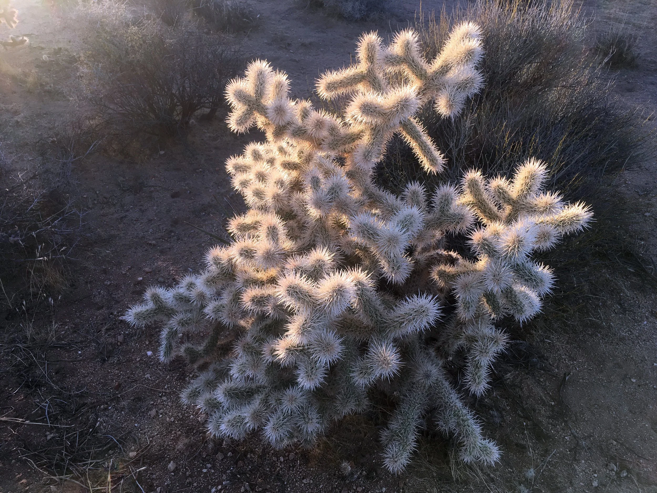 Cylindropuntia echinocarpa_AB2.JPG