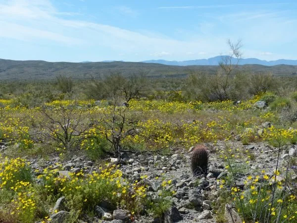 Action alert! Developers want to build a new city on protected land