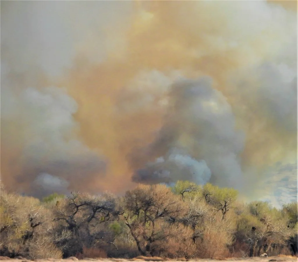 Rare riparian conservation area damaged in Heritage Fire — Mojave ...
