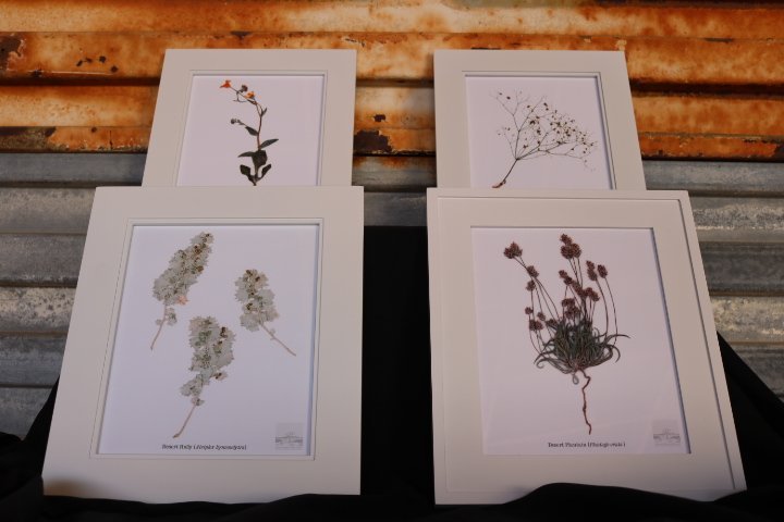 Pressed flower art, Botanical print, herbarium specimen dried