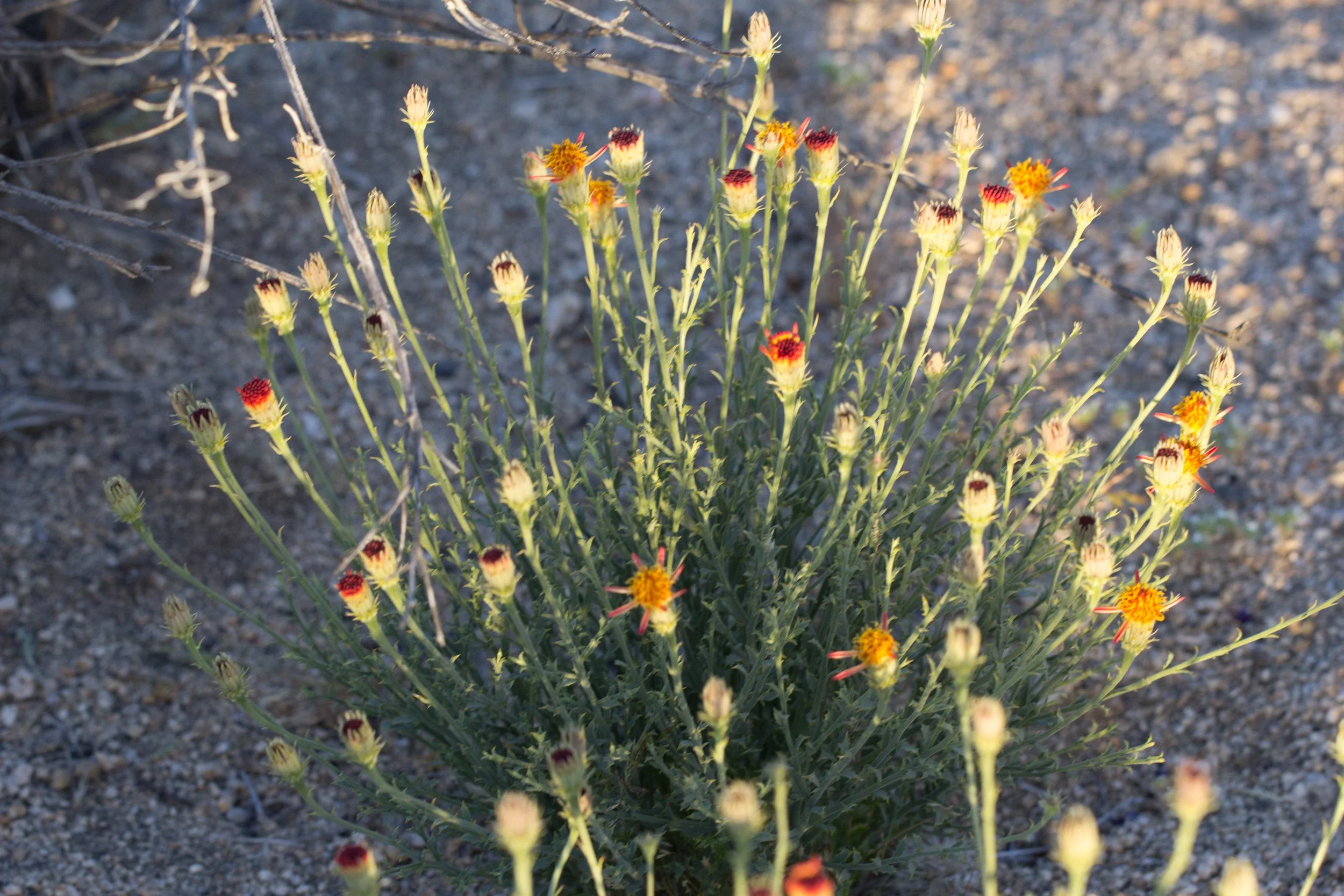 Cooper's dogweed (Adenophyllum cooperi)