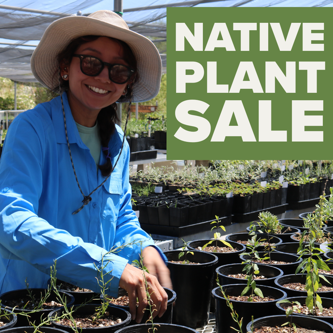Native plant sale