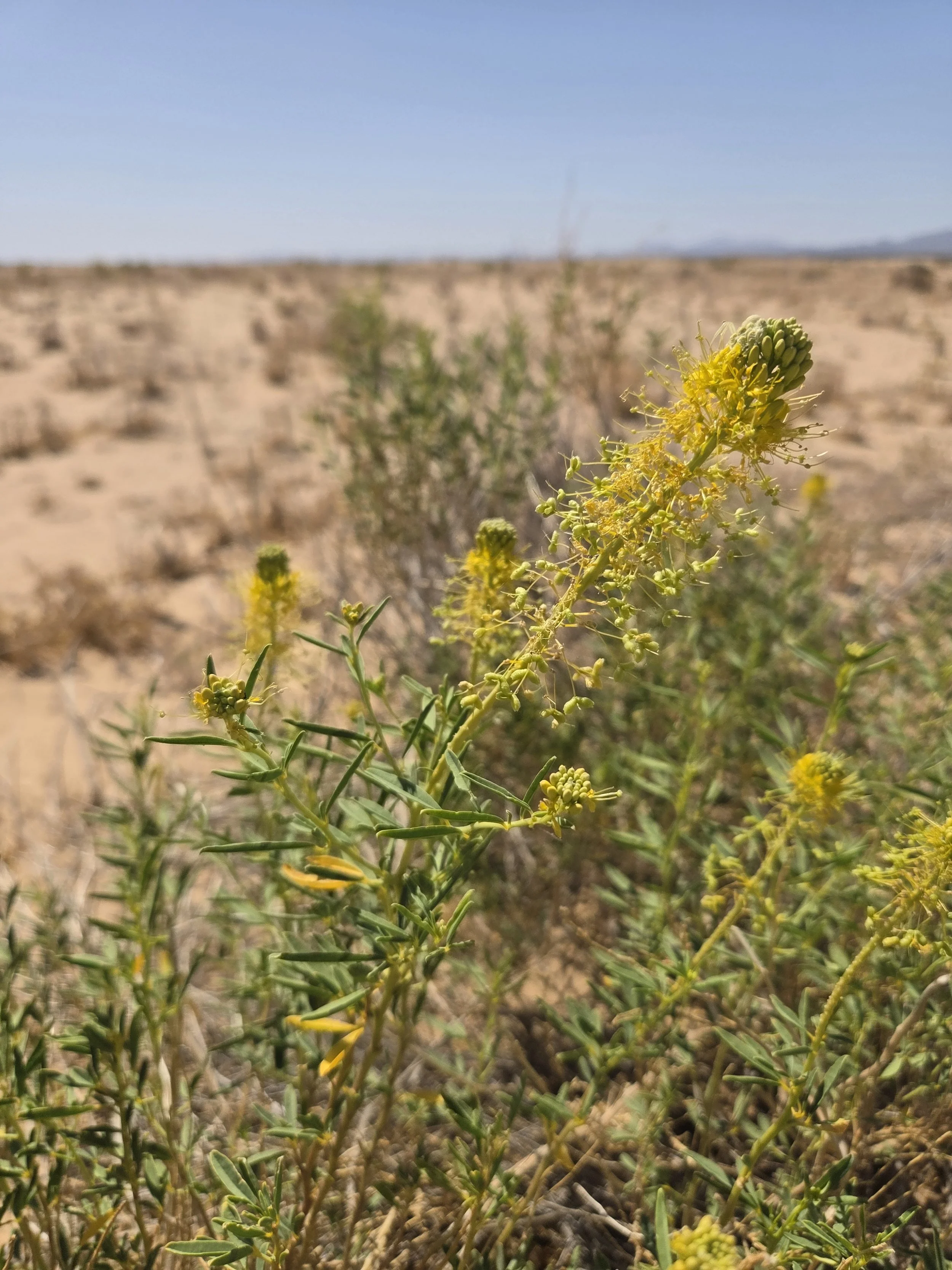Rare plant highlight: Cleomella palmeri