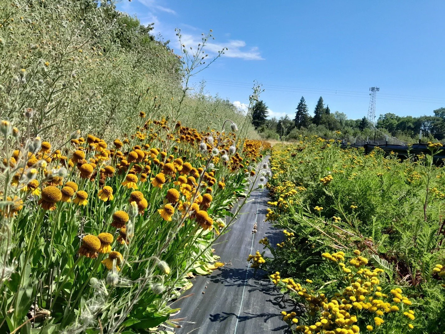 Where seed bank staff go to dream