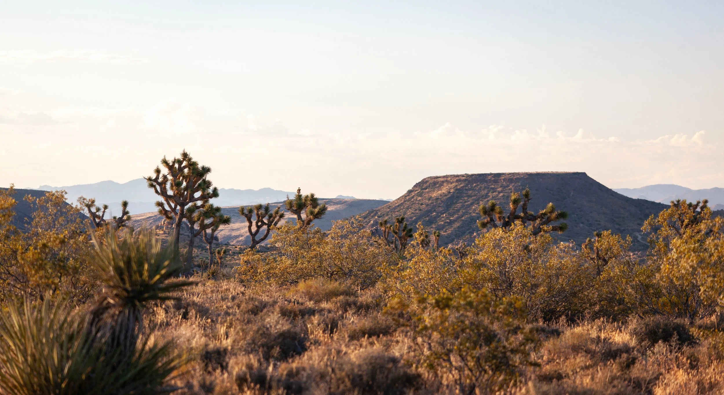 How life meets a Mojave summer