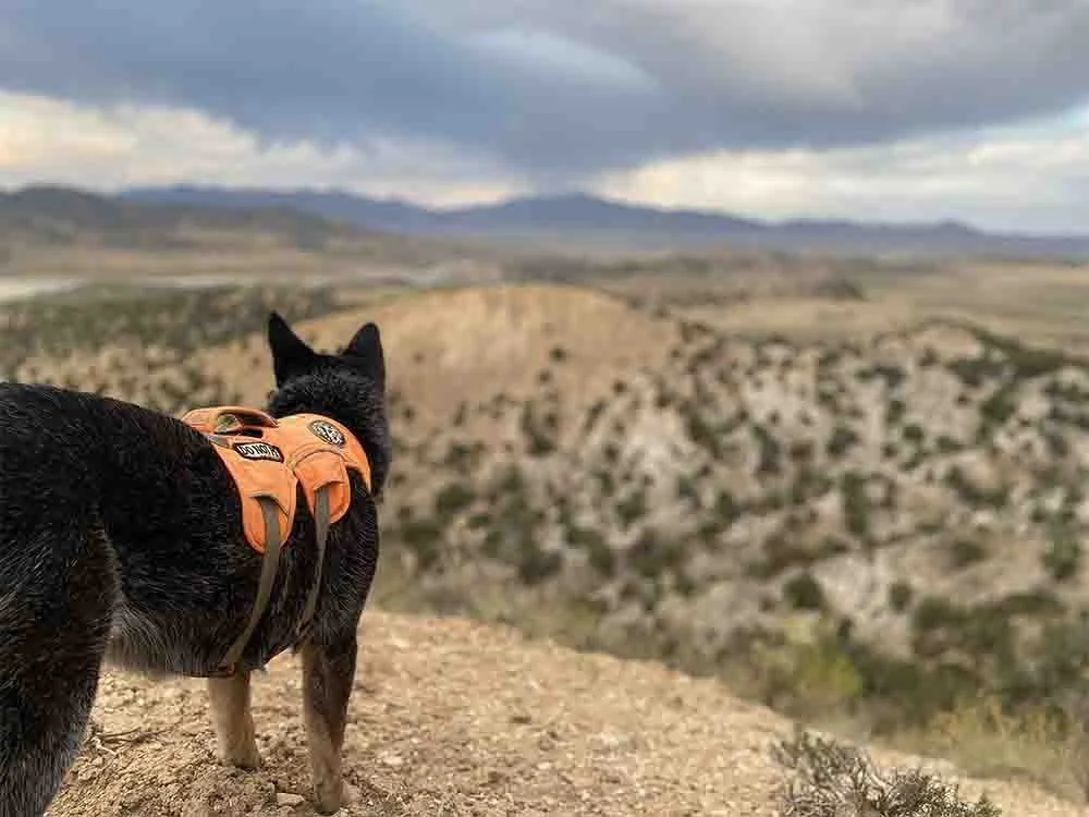 A rescue dog stands on a hill preparing to look for wildlife scat