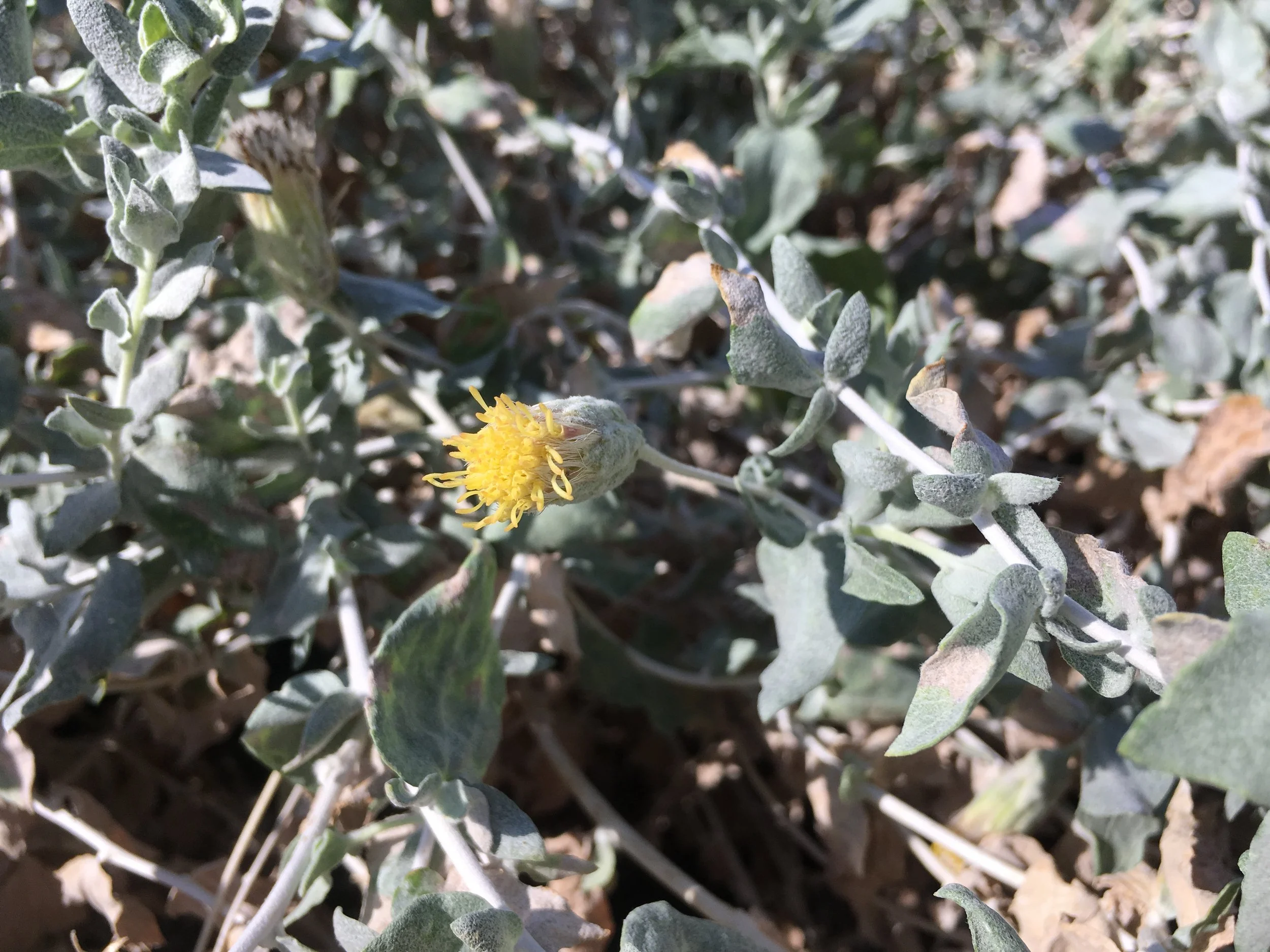 Brickellia incana Woolly Bricklebush_QW_1.JPG