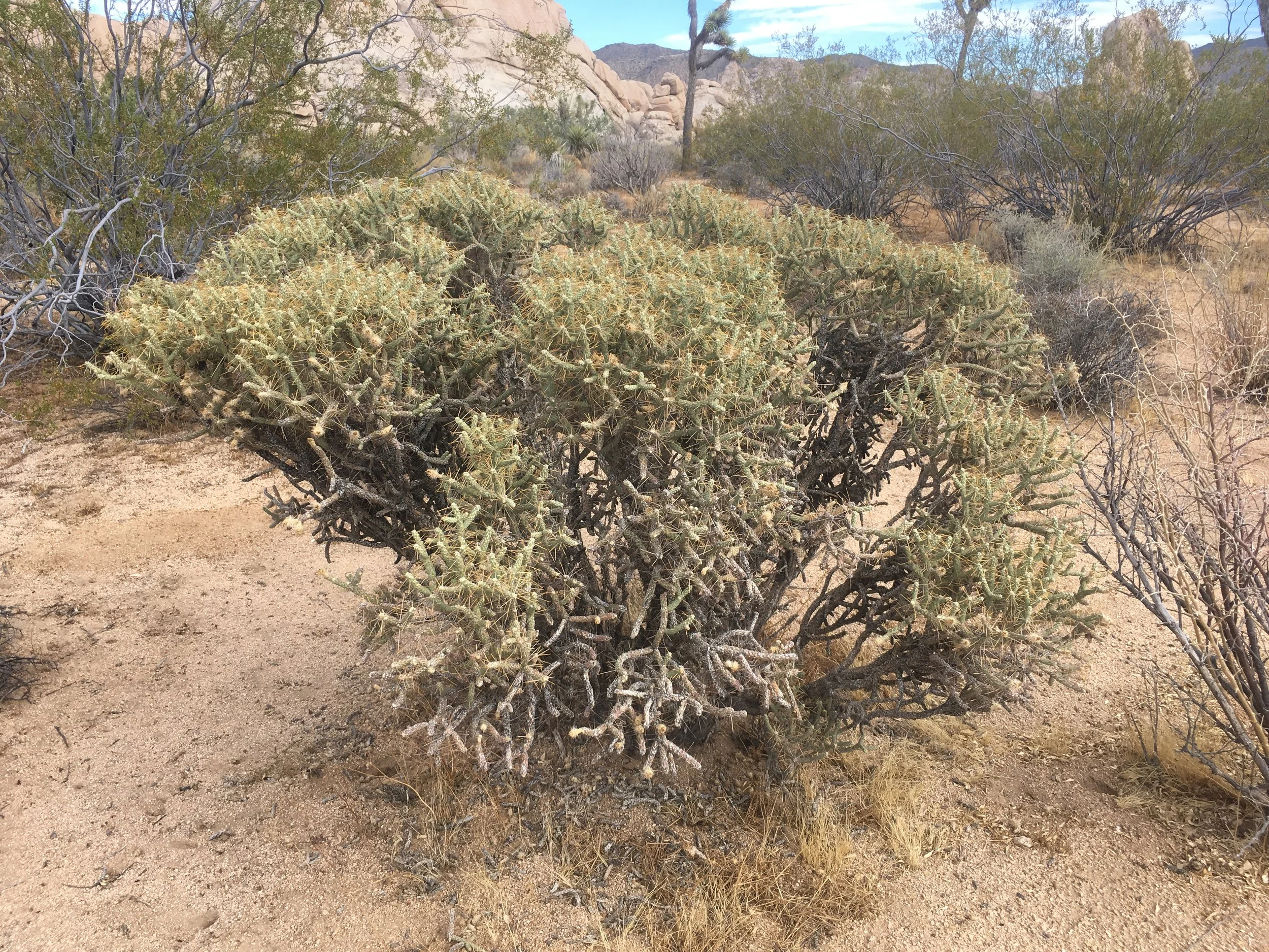 Cylindropuntia ramosissima Pencil Cholla_JOTR.JPG