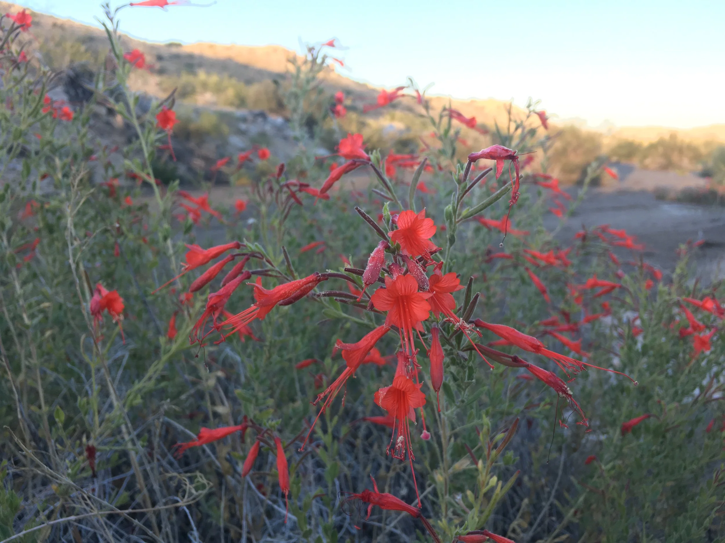 Epilobium canum CA Fuchsia_PMP.JPG