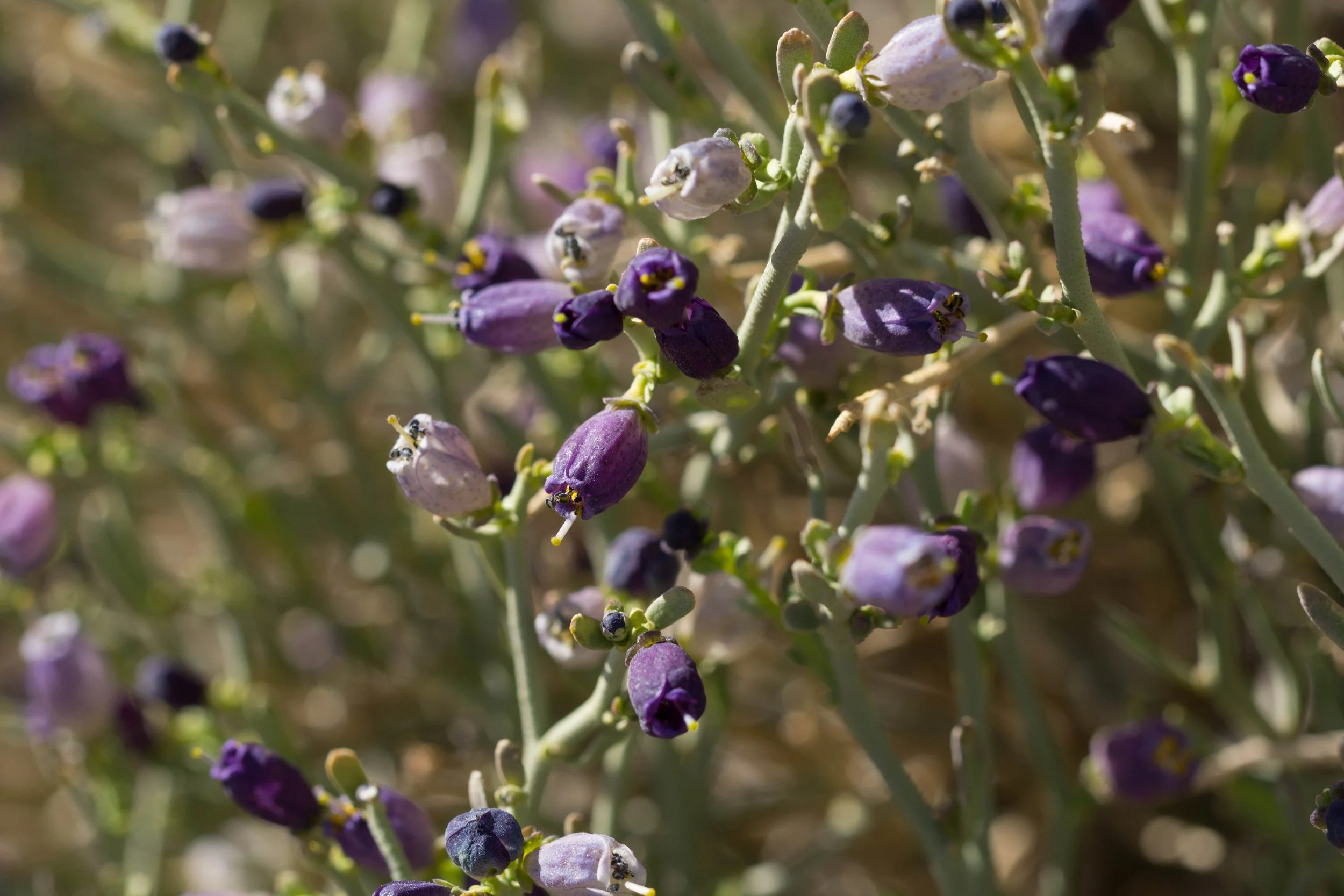 Turpentine broom (Thamnosma montana)